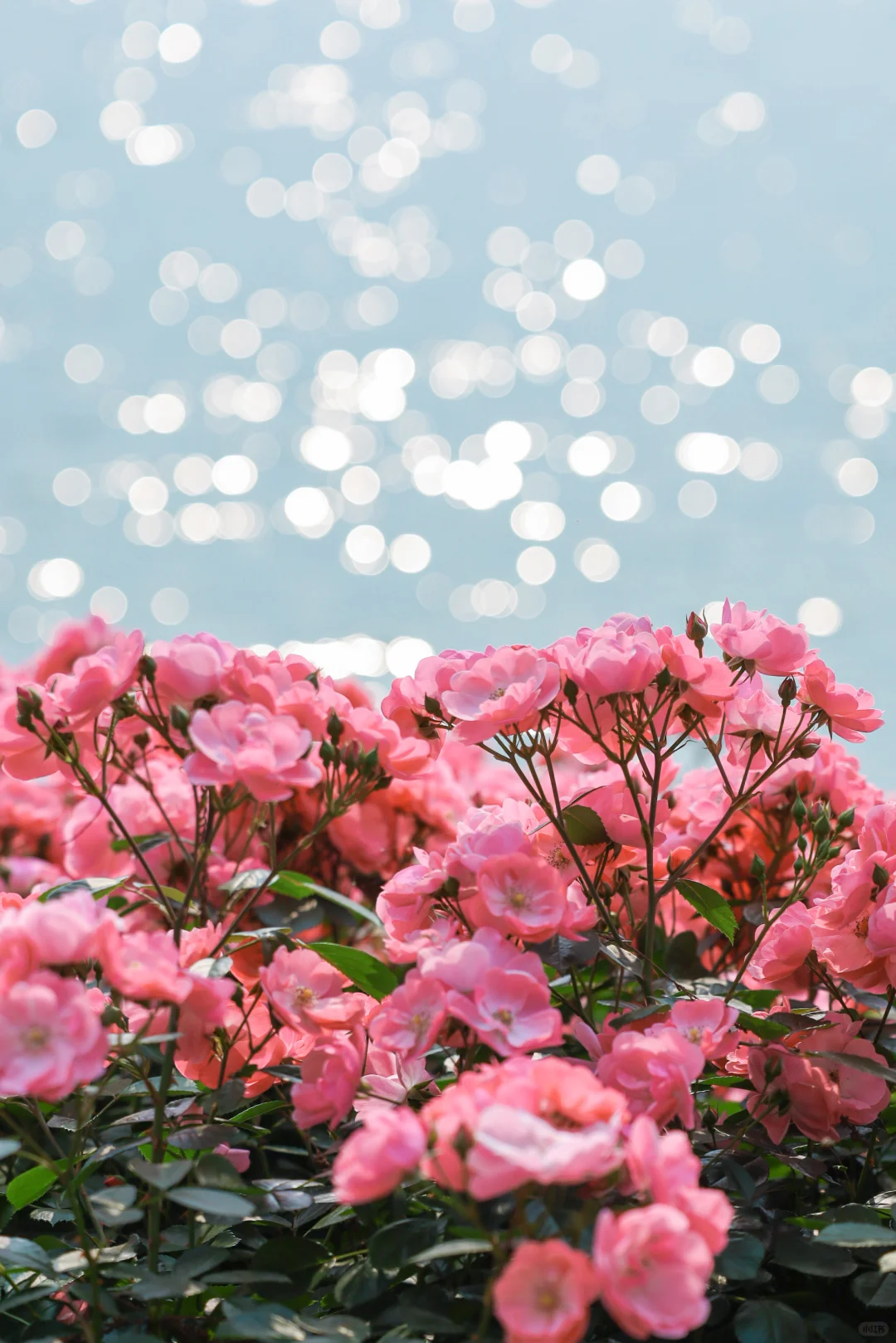 终于有人把东湖怎么玩说清楚了❗️干货不踩雷