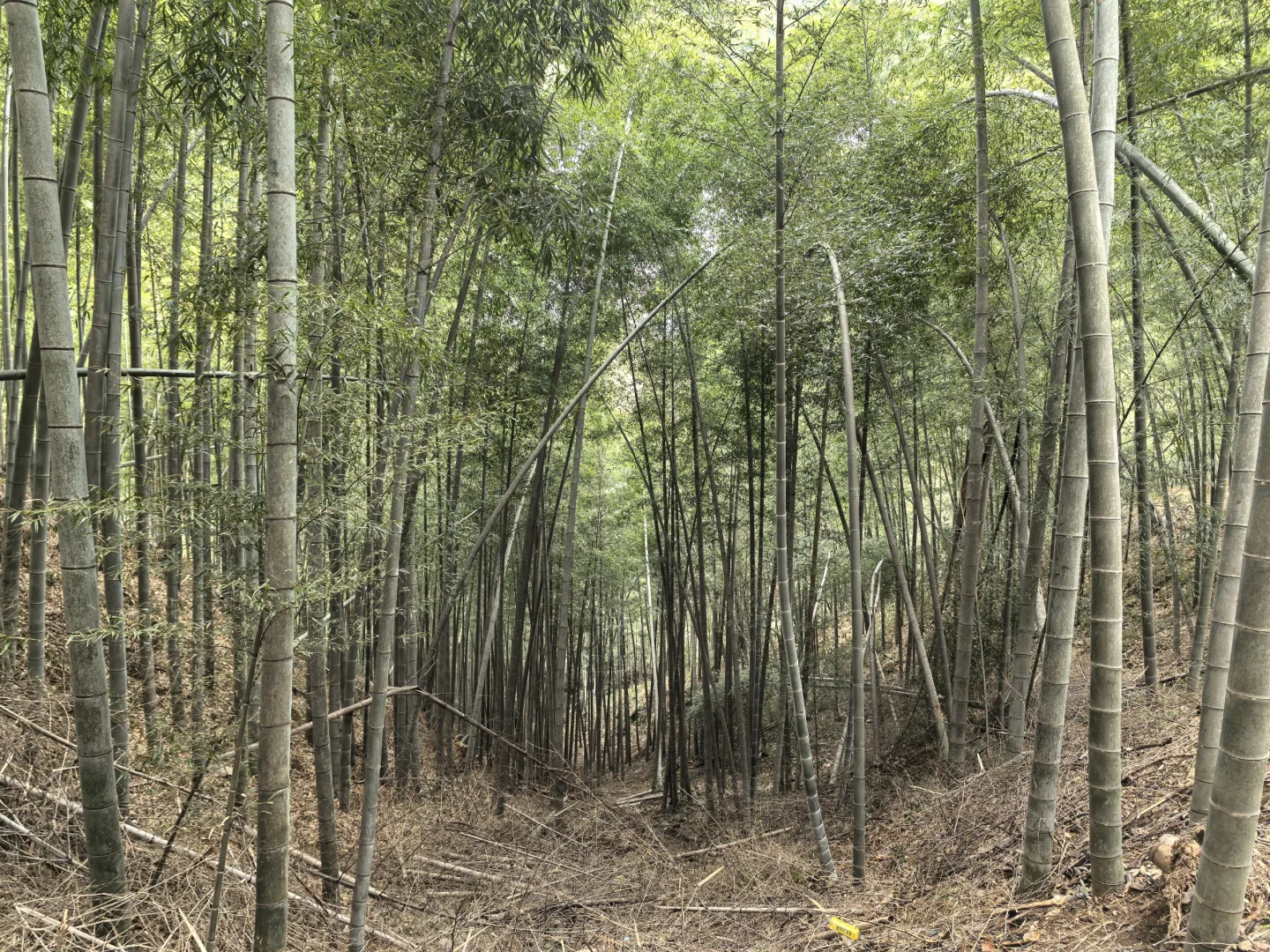 淡季游安徽黟县木坑竹海承包整座山