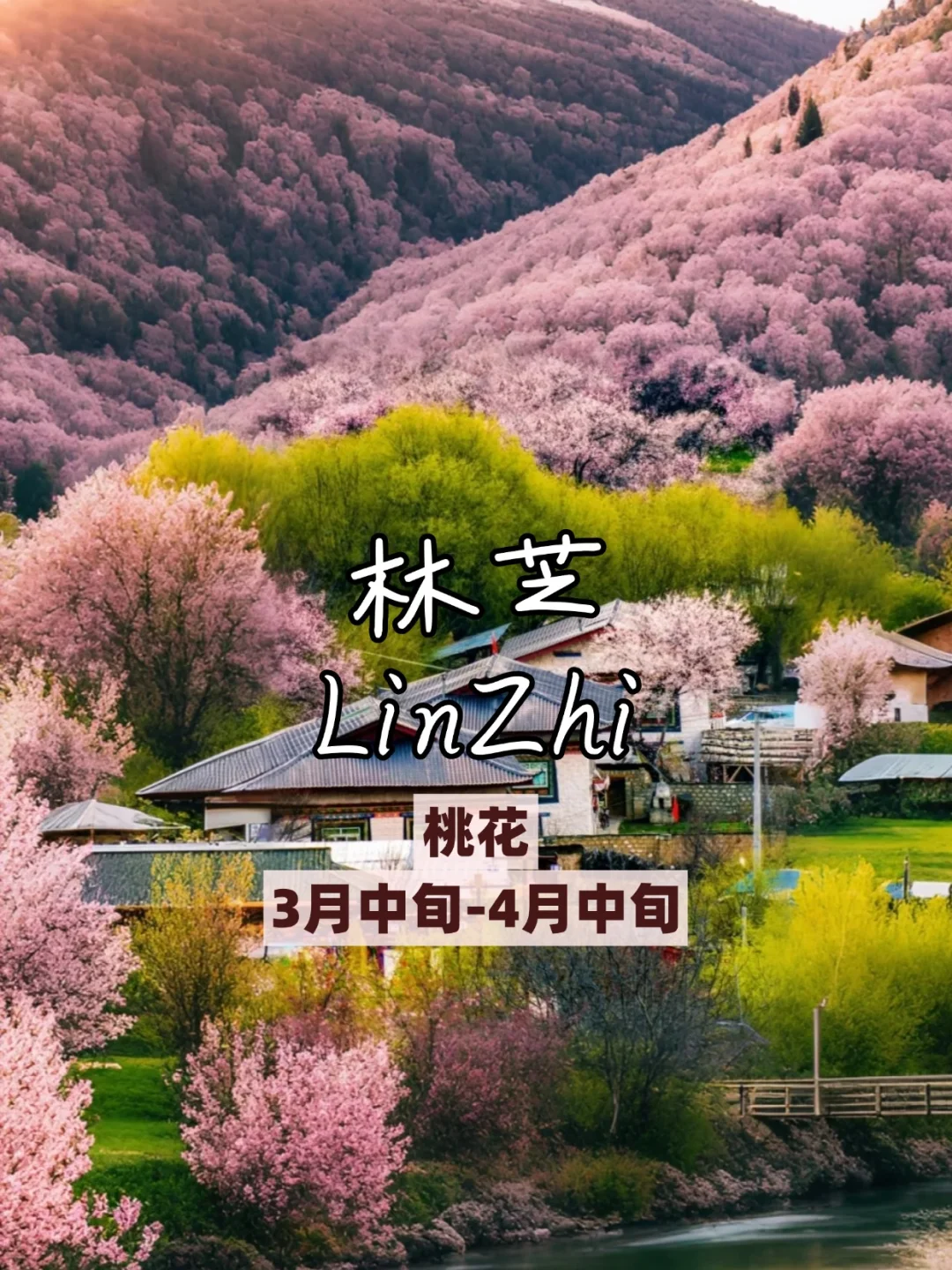 🌸3 - 5 月必打卡的看花城市，美到失语！