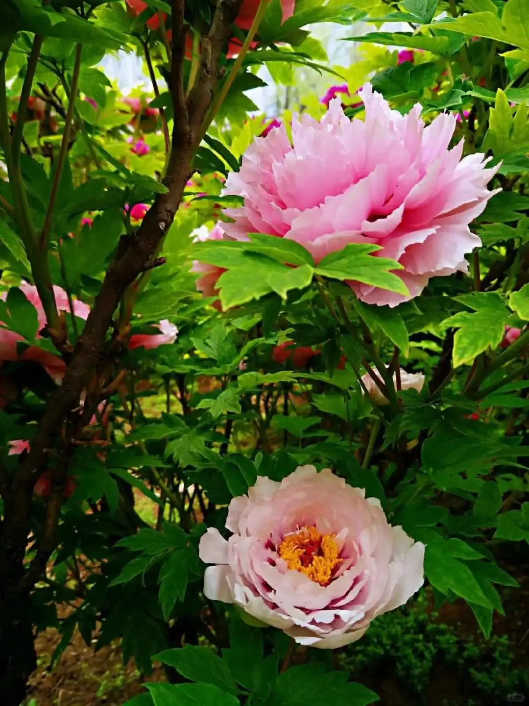 洛阳牡丹几月份看最佳