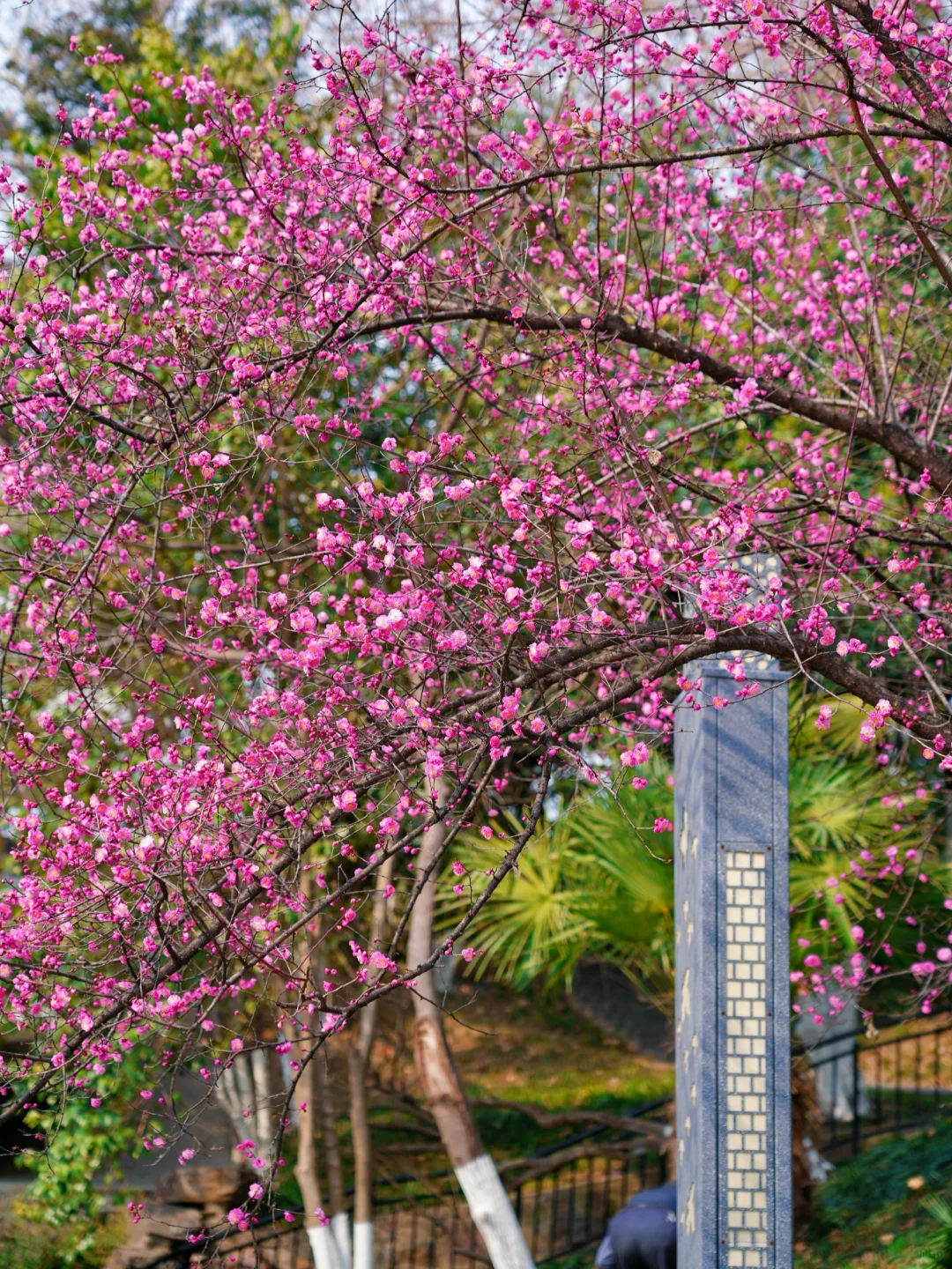 太惊艳·在合肥看见了超美的瀑布梅花雨