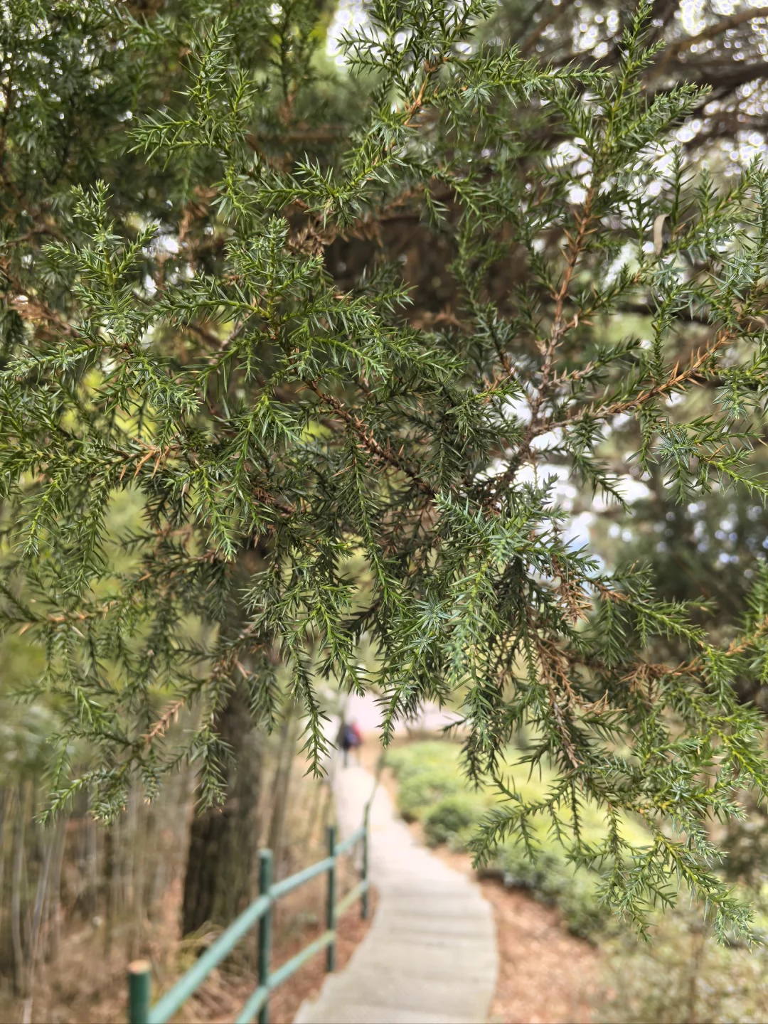 淡季游安徽黟县木坑竹海承包整座山