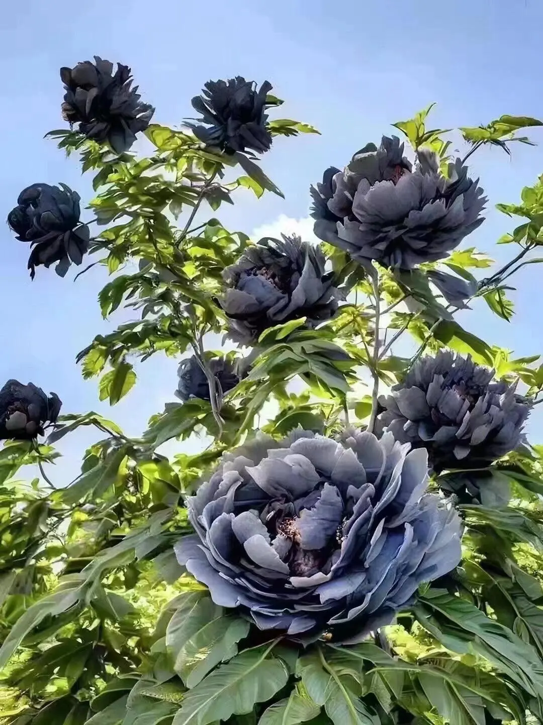 洛阳牡丹几月份看最佳