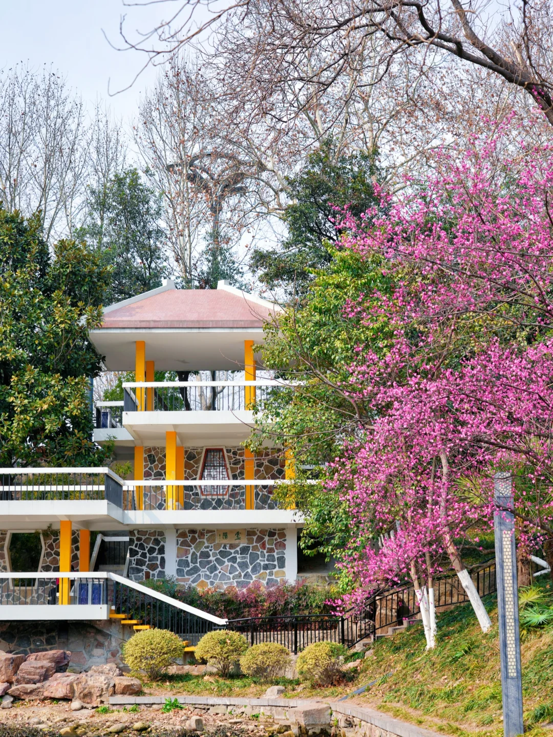 太惊艳·在合肥看见了超美的瀑布梅花雨