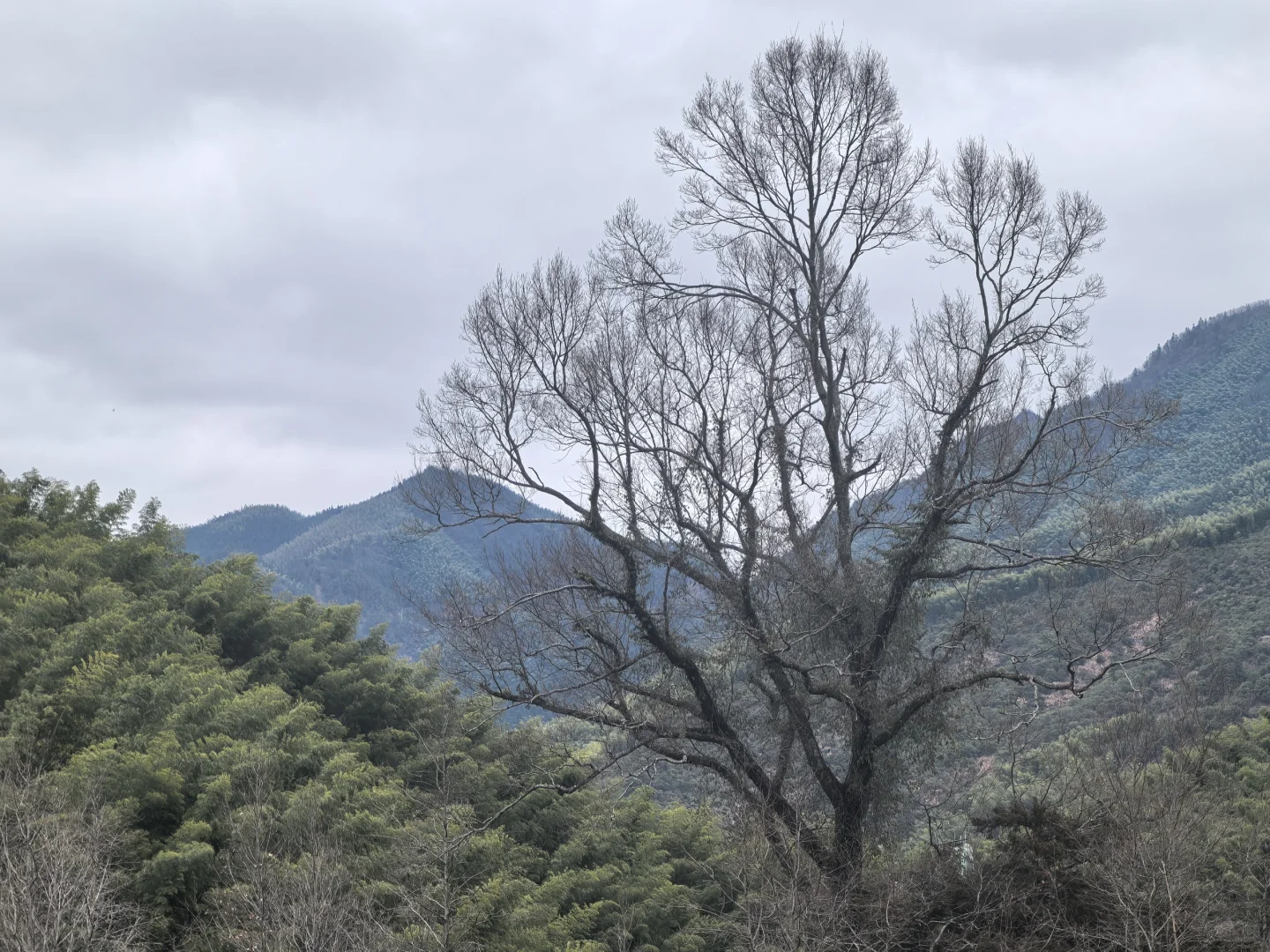 淡季游安徽黟县木坑竹海承包整座山