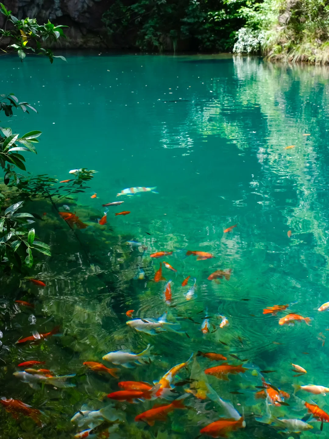 真的不在九寨沟！！在浙江！！美哭我😭😭