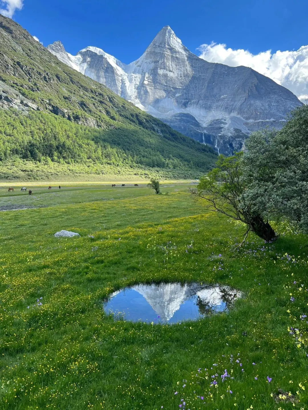 川西的夏天是封神级浪漫！