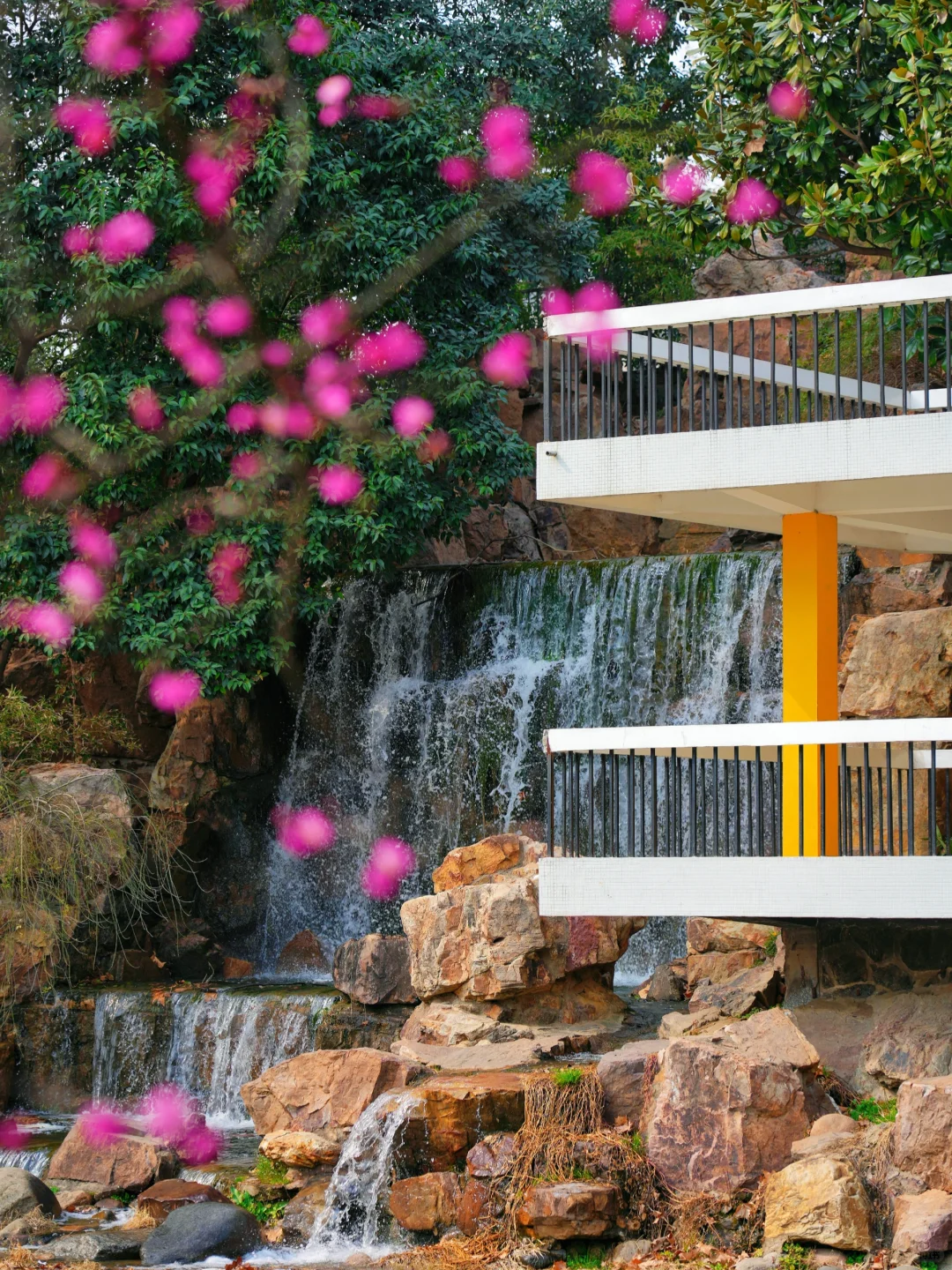 太惊艳·在合肥看见了超美的瀑布梅花雨