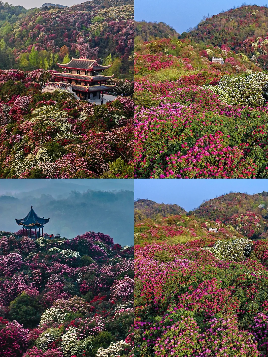 🌈贵州毕节| 2-4 月来真香，邂逅花海之旅！