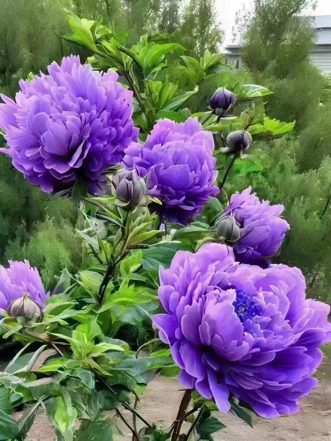 洛阳牡丹几月份看最佳