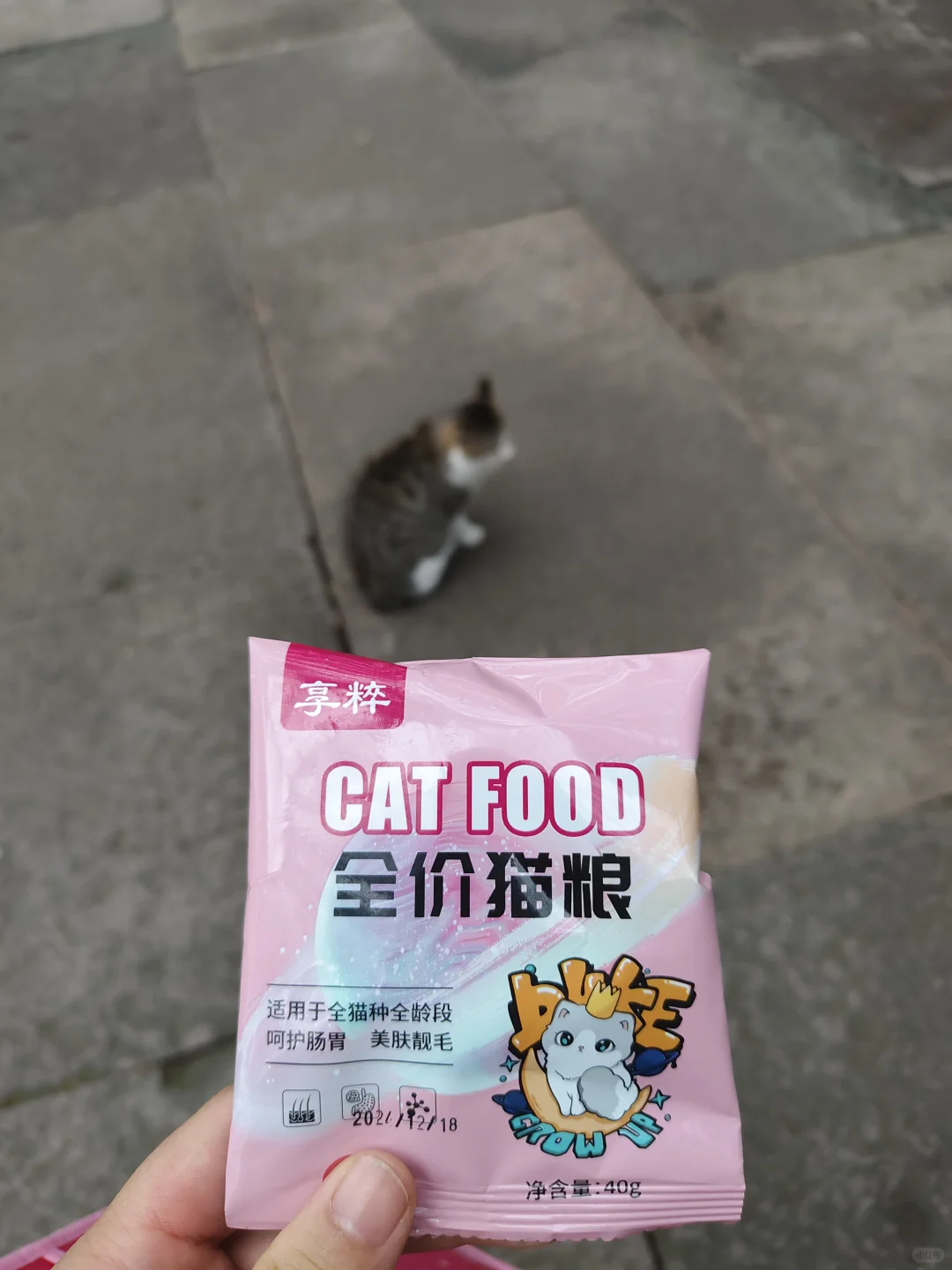 普陀山西天景区的可爱喵