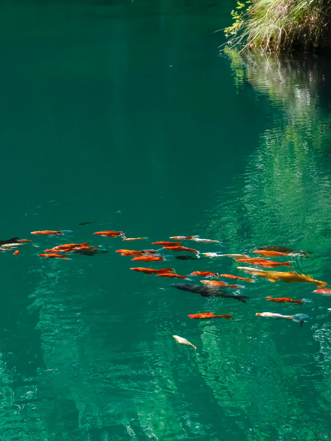 真的不在九寨沟！！在浙江！！美哭我😭😭