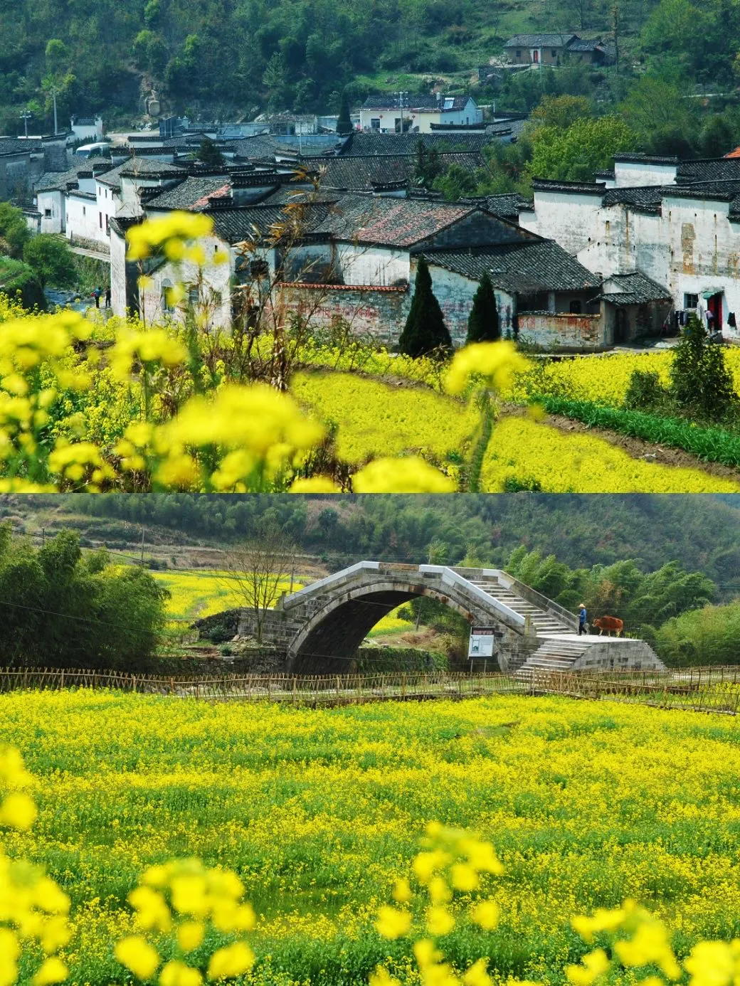 接下来，开始期待泾县的春季花海~