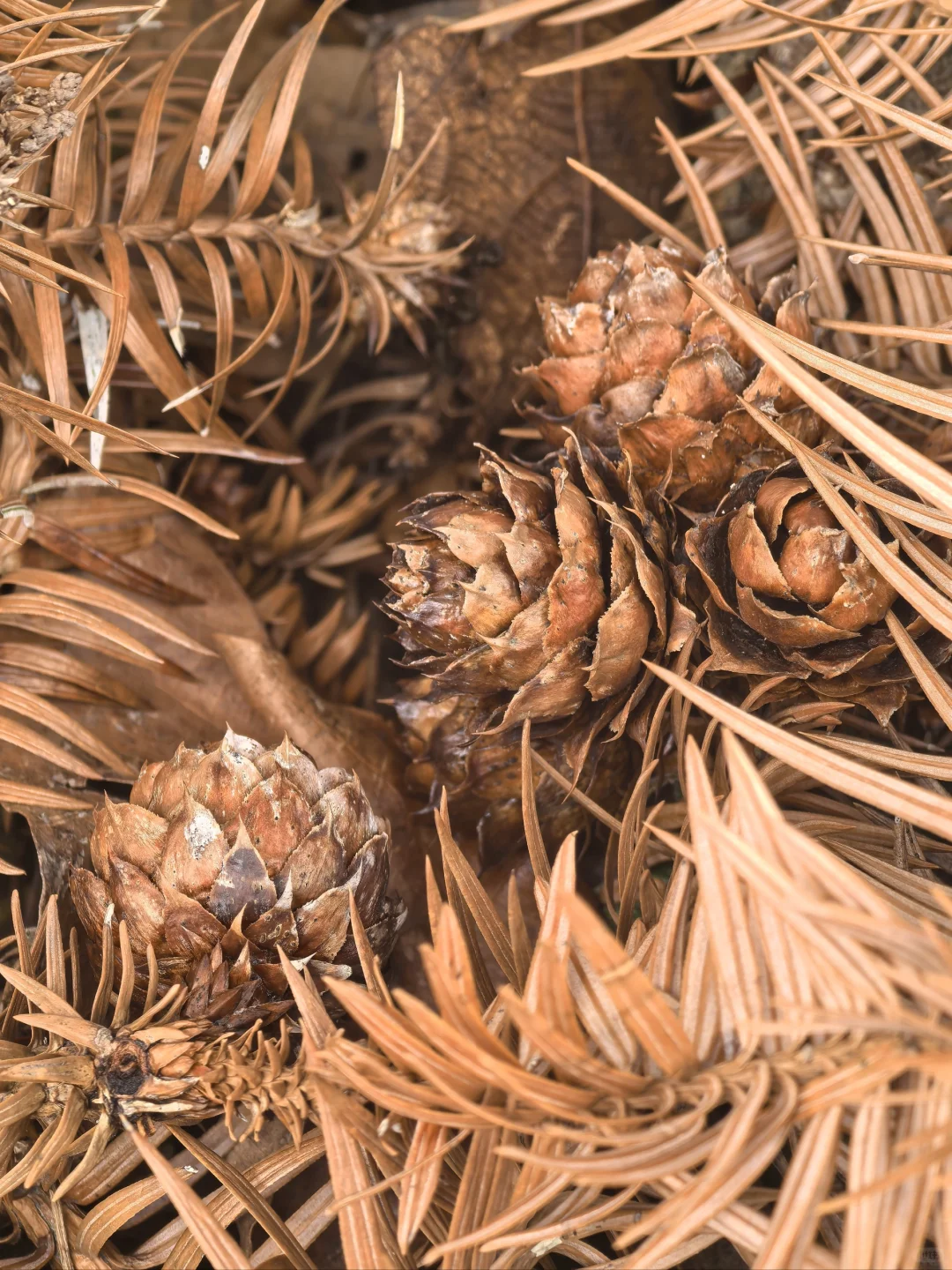 淡季游安徽黟县木坑竹海承包整座山