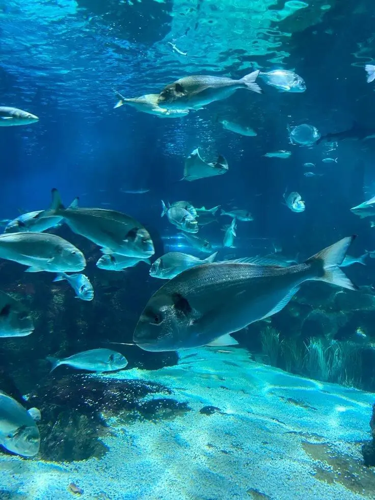 接下来的热浪岛🇲🇾马来海岛已是next level