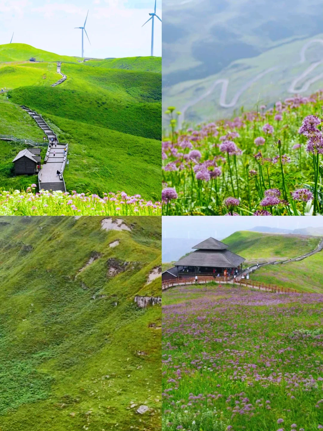 🌈贵州毕节| 2-4 月来真香，邂逅花海之旅！