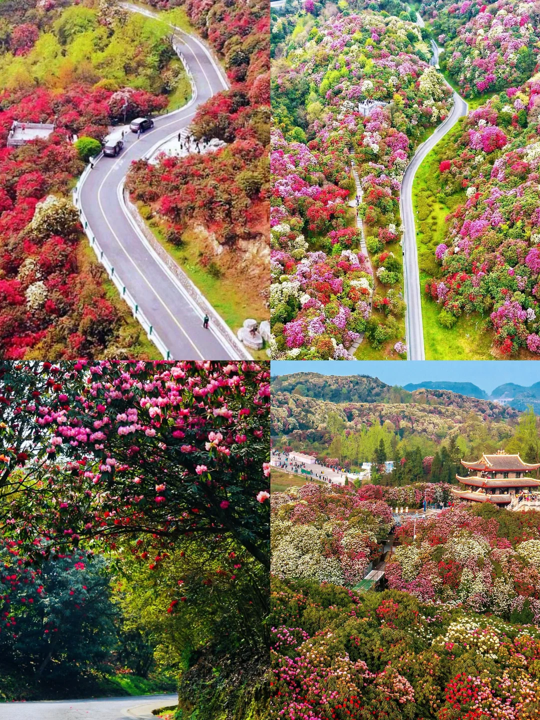 🌈贵州毕节| 2-4 月来真香，邂逅花海之旅！