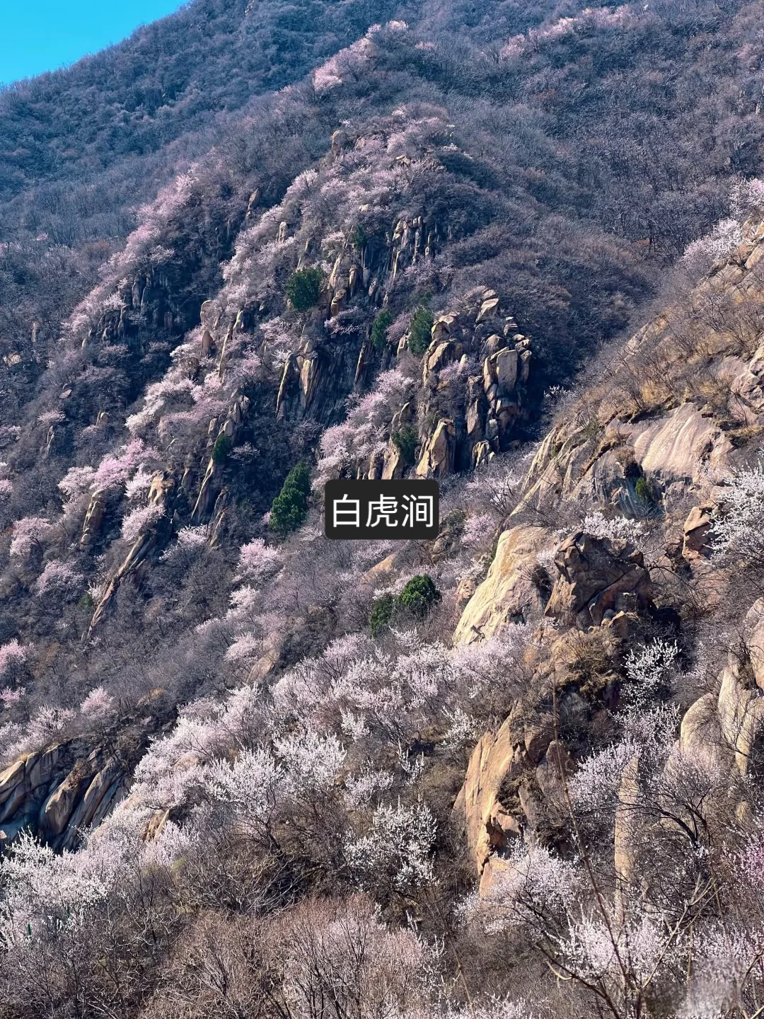 🌸 春日自驾 | 探索北京隐藏的美丽秘境