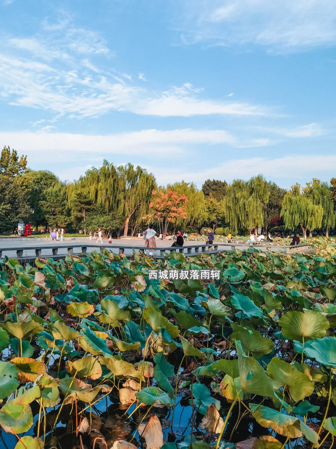 打卡邯郸免费的大公园 赵苑公园