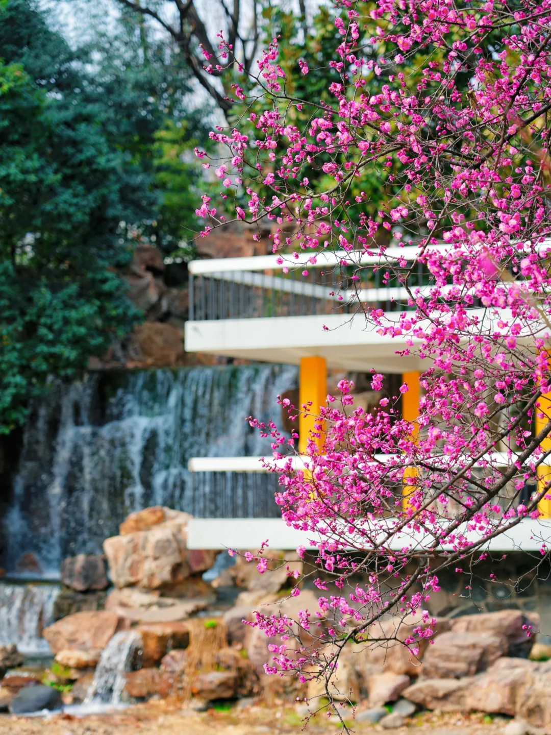 太惊艳·在合肥看见了超美的瀑布梅花雨