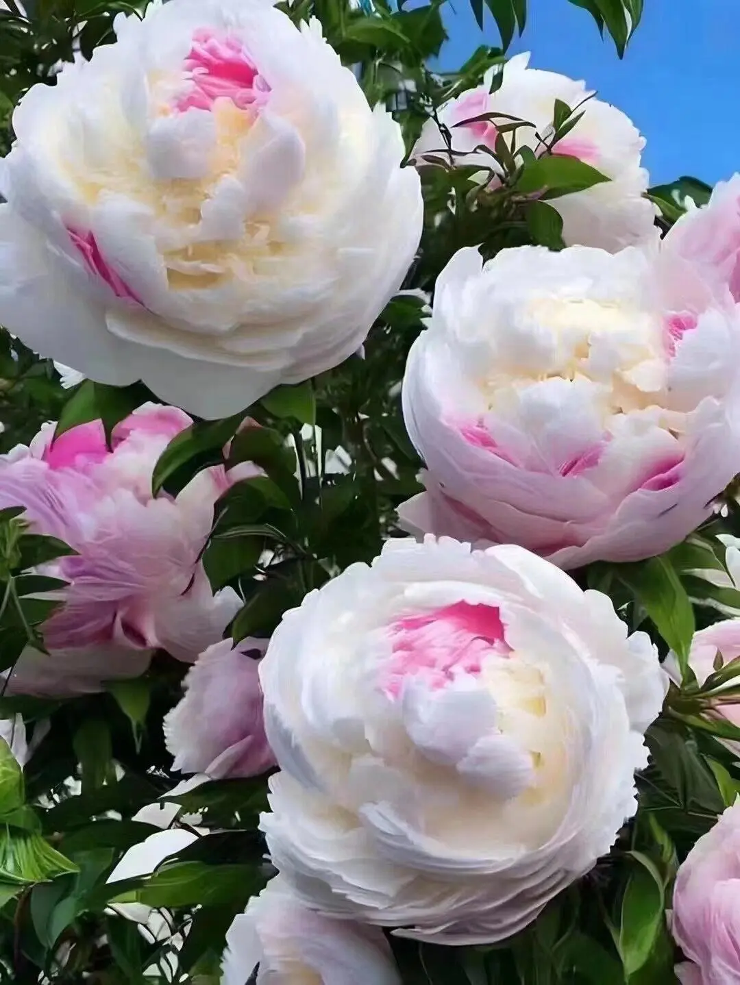 洛阳牡丹几月份看最佳