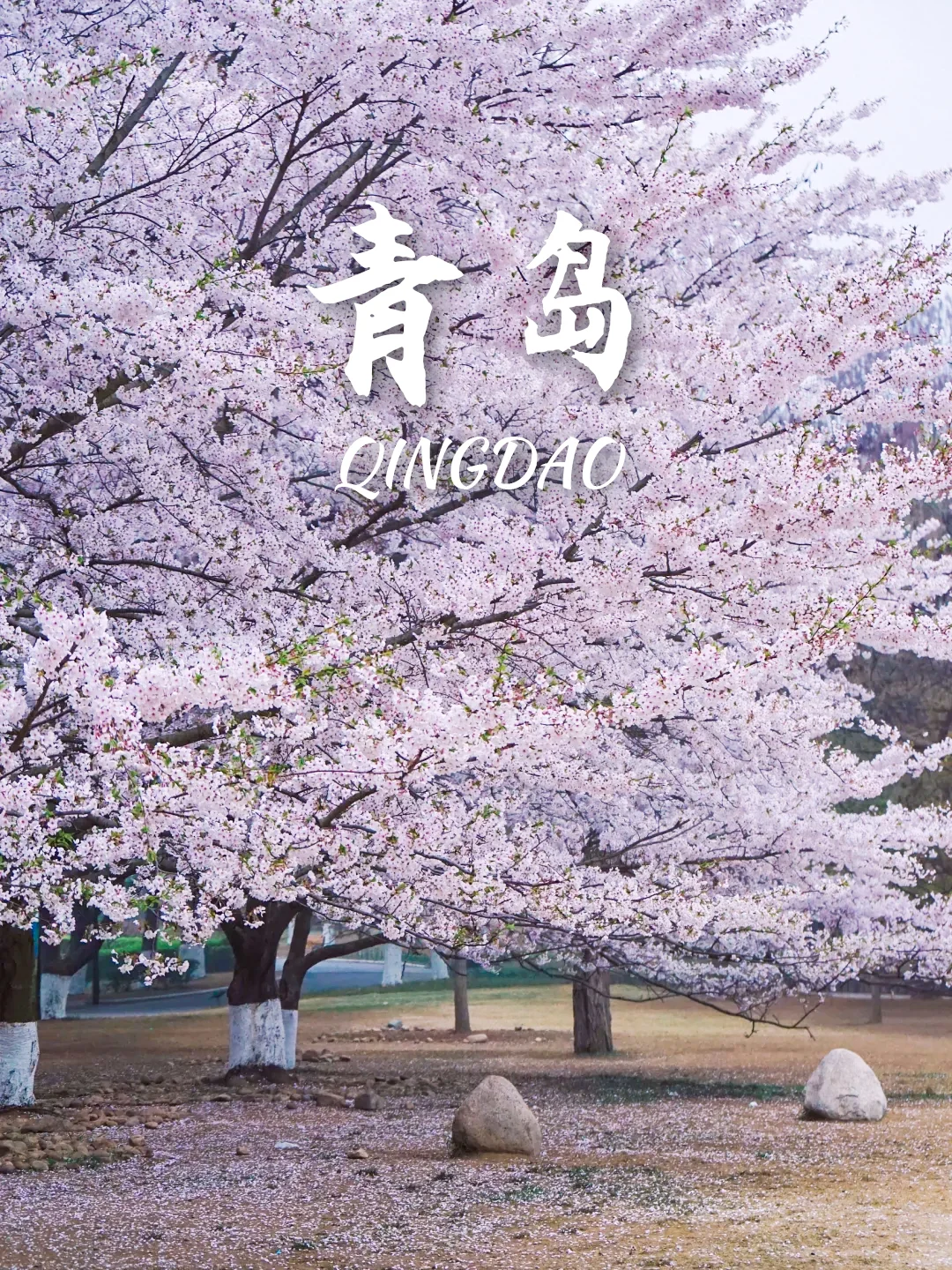 3-5月9个绝美樱花胜地‼️写给拍樱花的姐妹