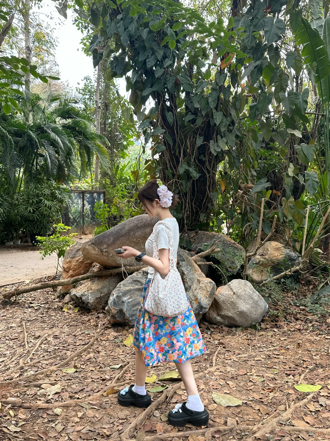 在版纳进行一些光合作用