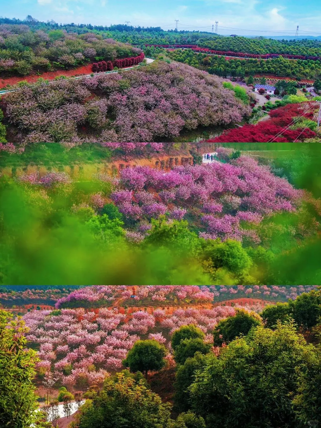 接下来，开始期待泾县的春季花海~
