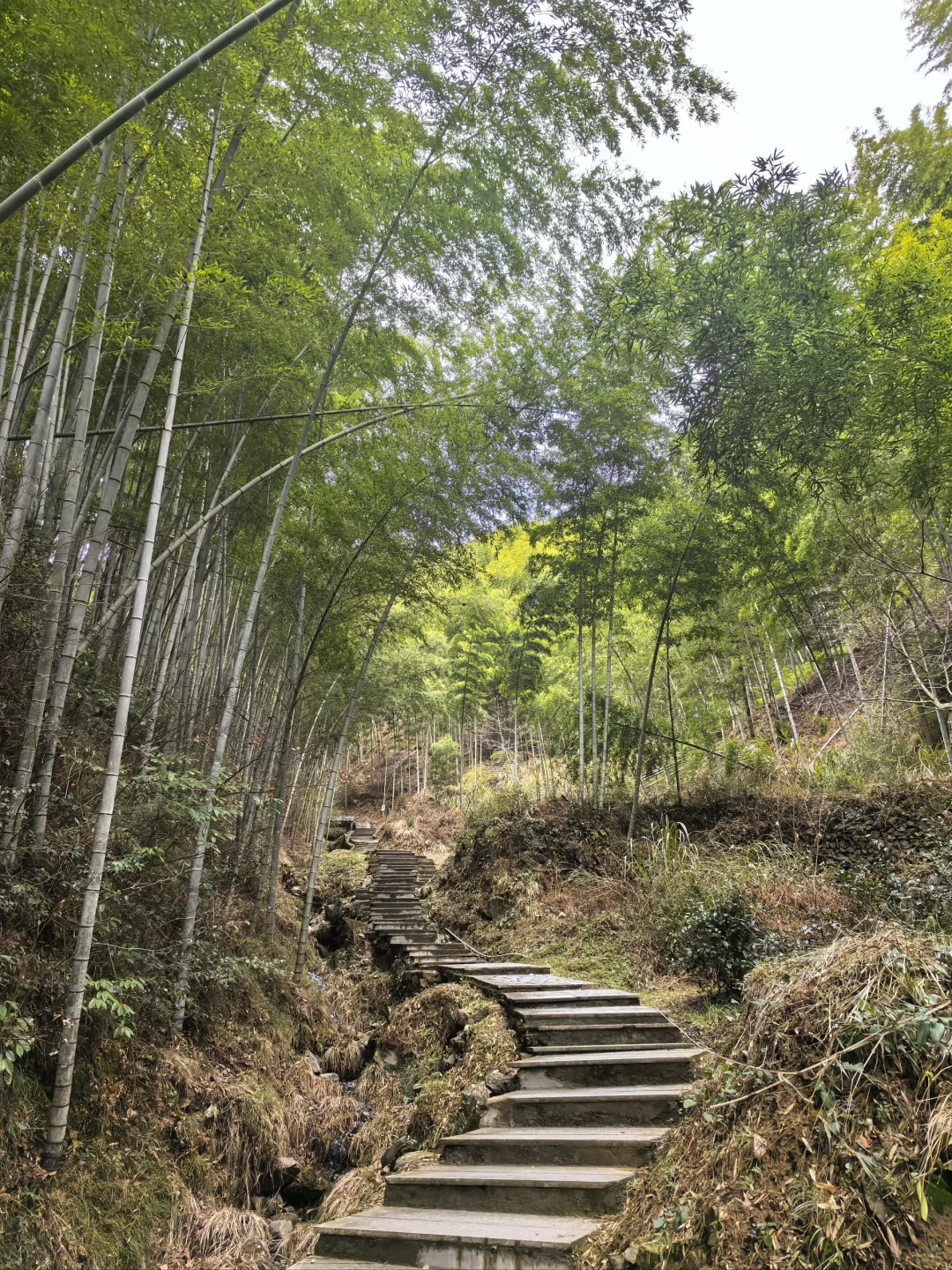 淡季游安徽黟县木坑竹海承包整座山
