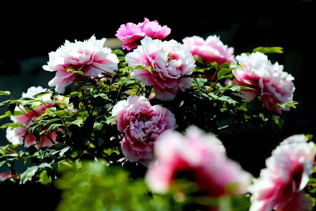 洛阳牡丹几月份看最佳