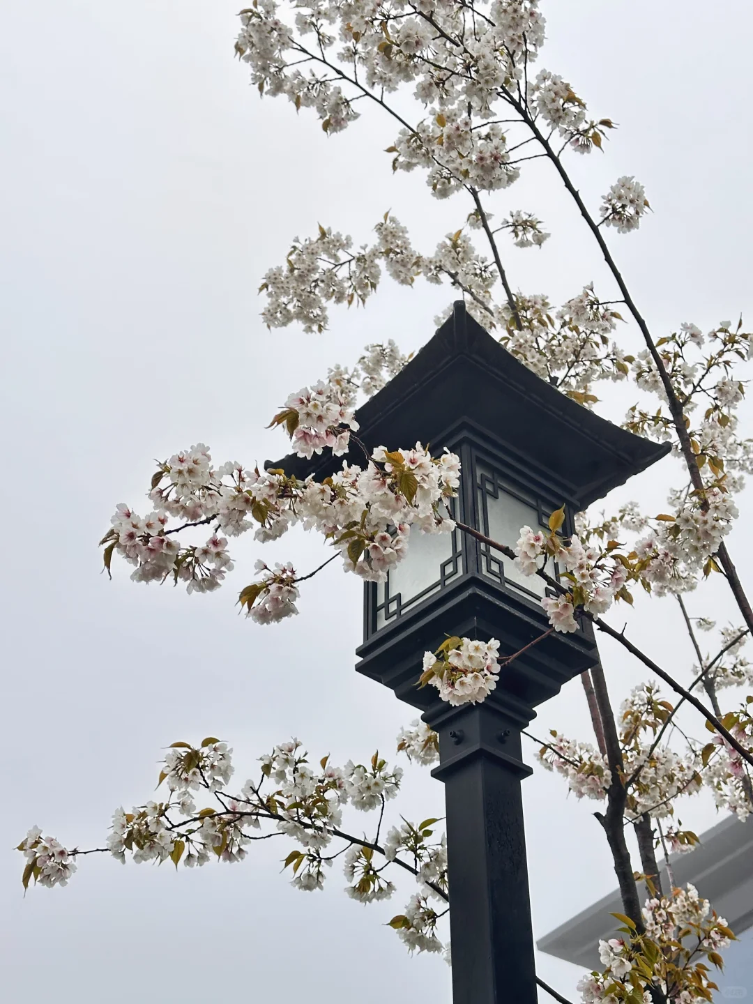 宝华山花筑民宿 | 春季宝藏之选🌷