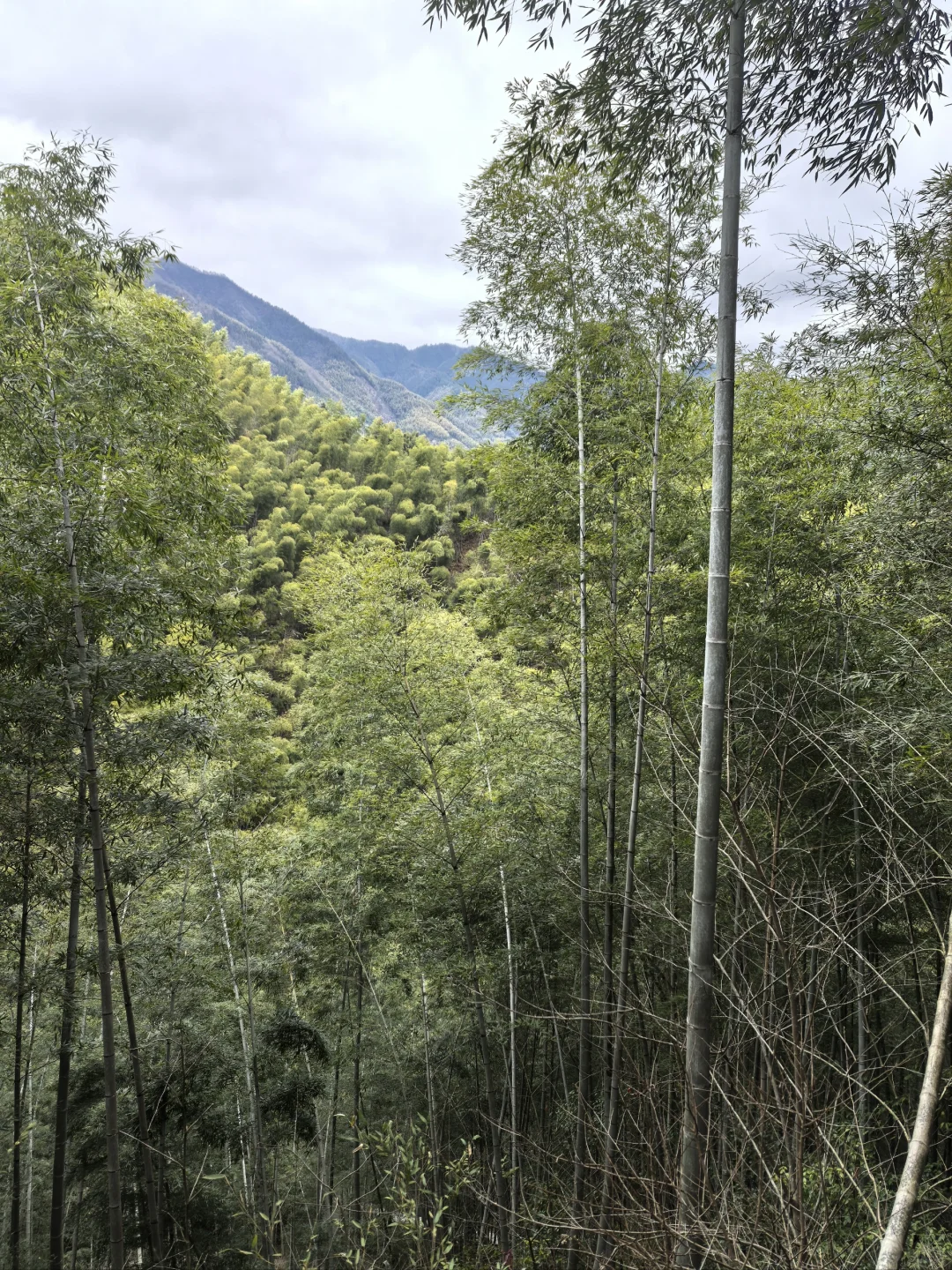 淡季游安徽黟县木坑竹海承包整座山
