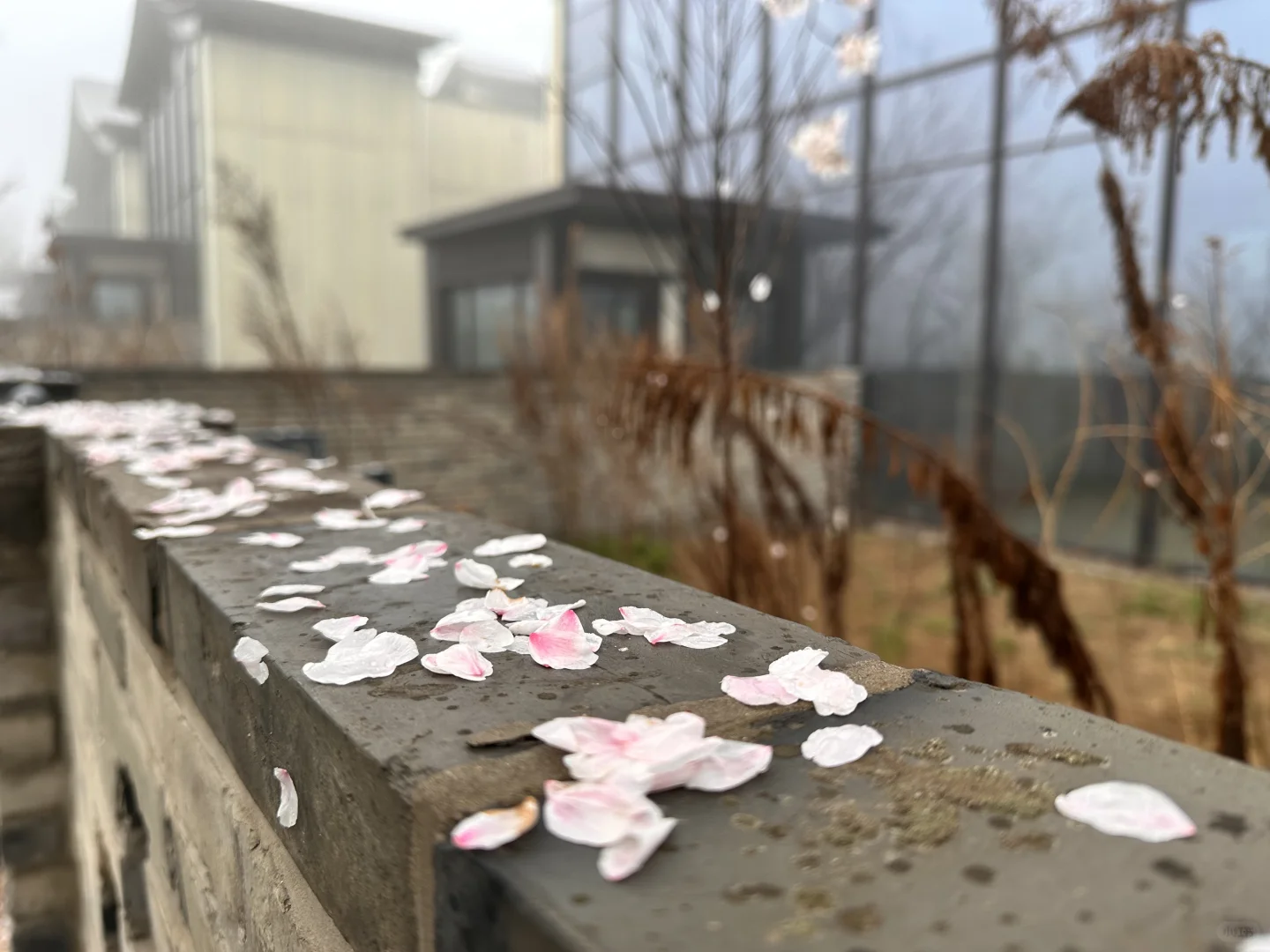 宝华山花筑民宿 | 春季宝藏之选🌷