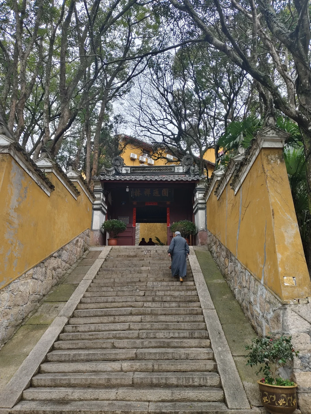 普陀山西天景区的可爱喵