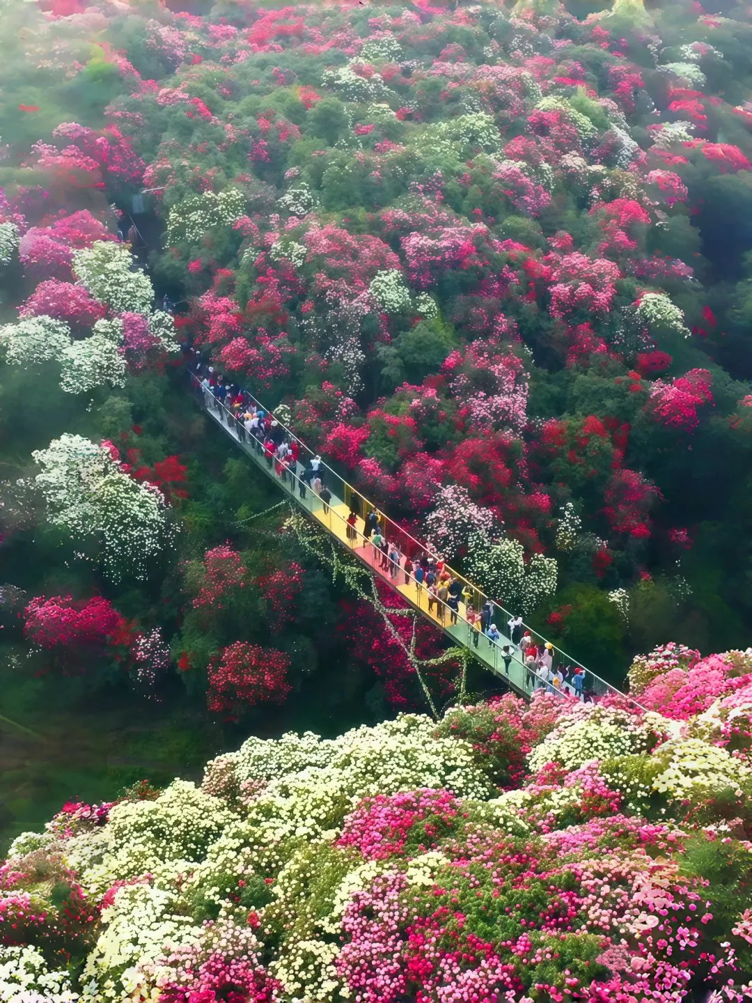 被《国家地理》评为中国最美杜鹃花海的现状