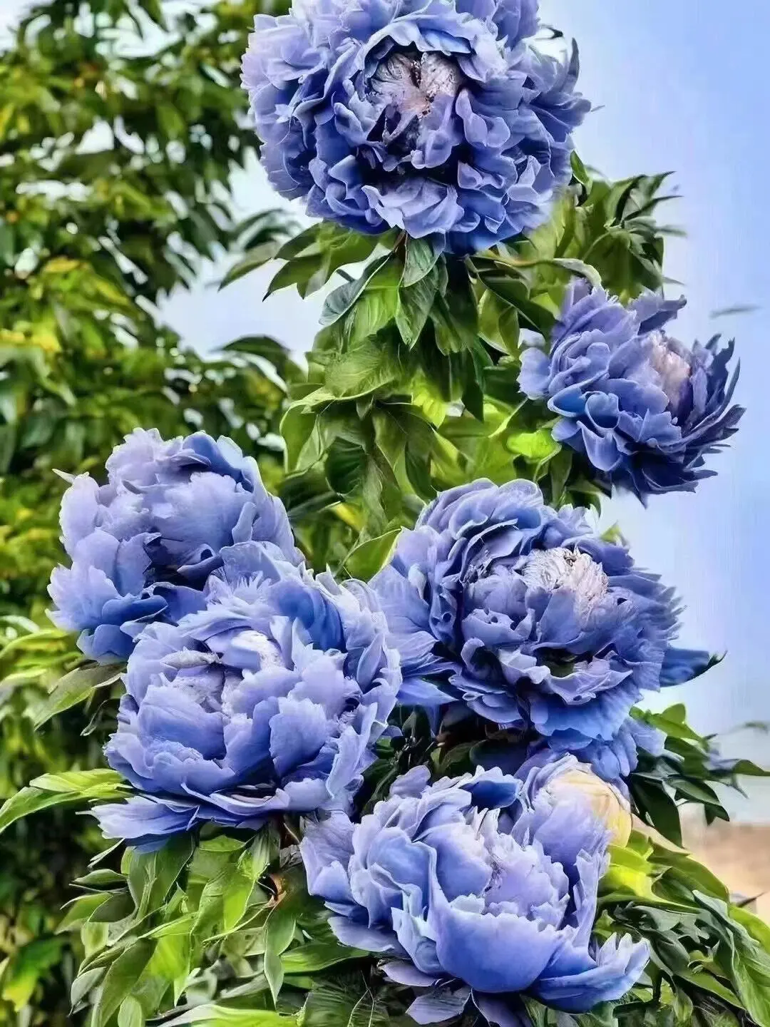 洛阳牡丹几月份看最佳