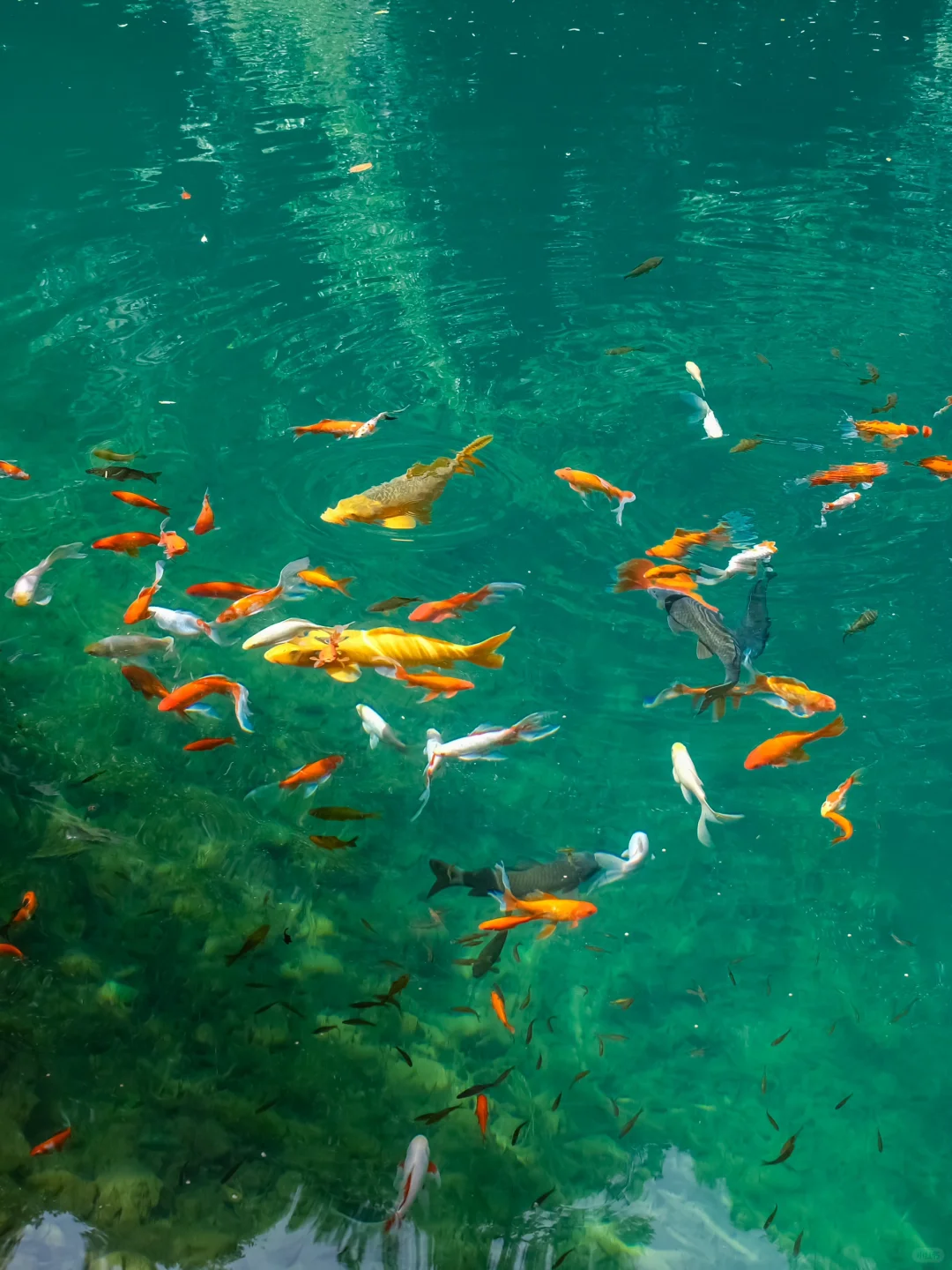 真的不在九寨沟！！在浙江！！美哭我😭😭