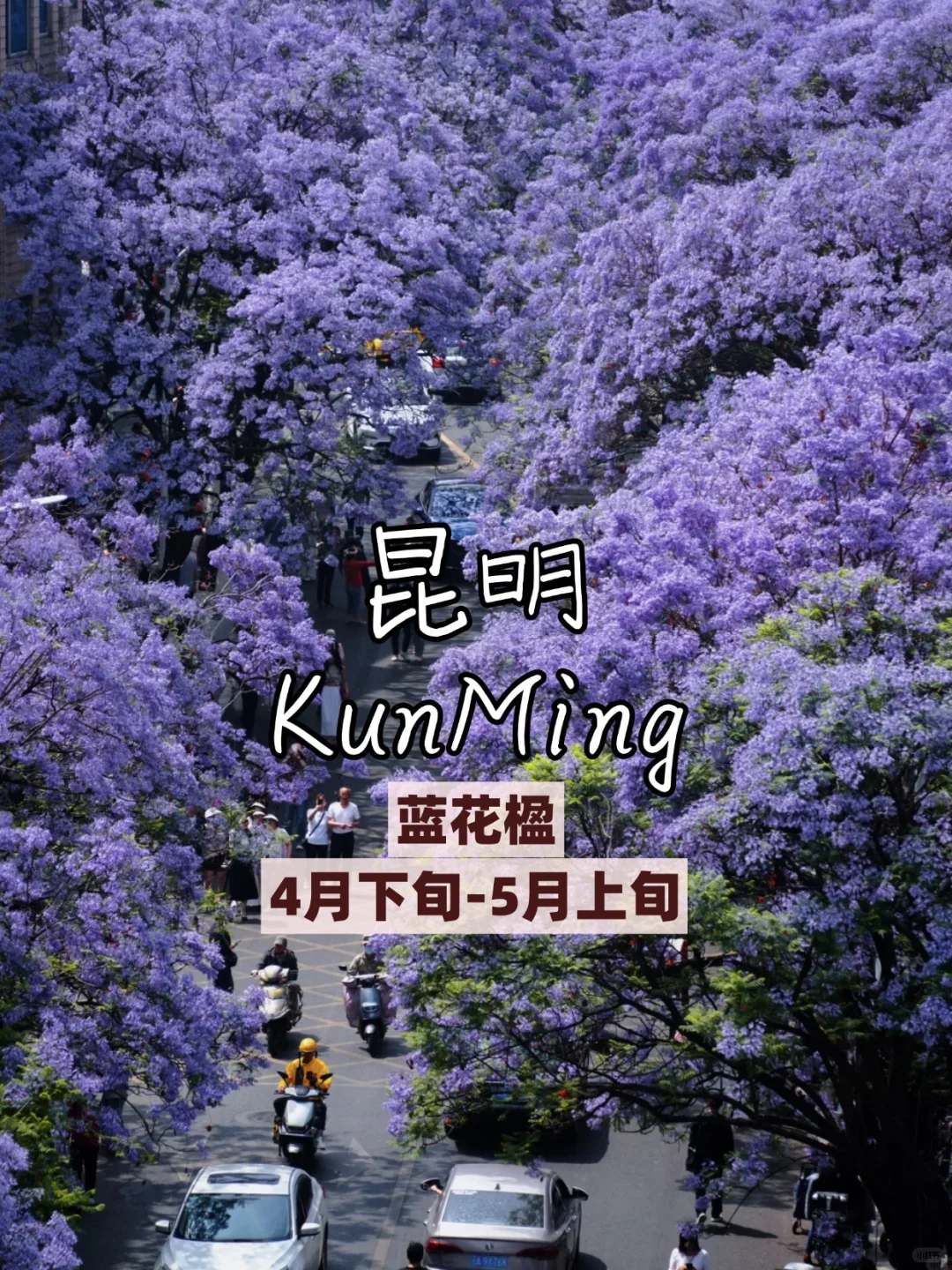 🌸3 - 5 月必打卡的看花城市，美到失语！