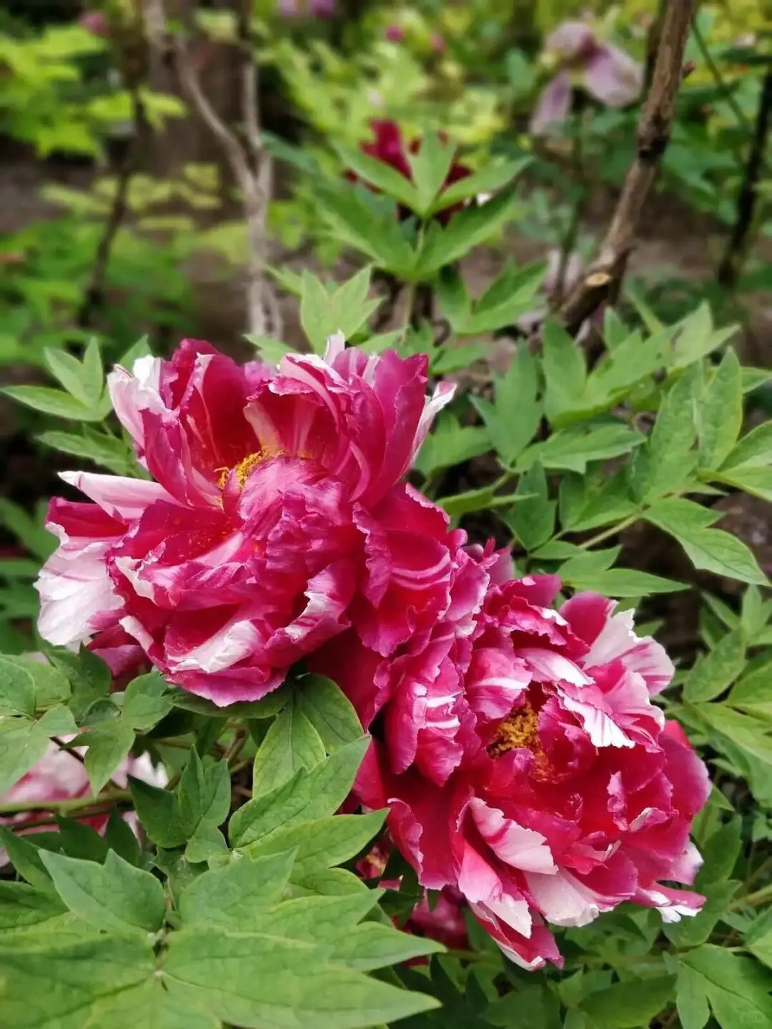 洛阳牡丹几月份看最佳