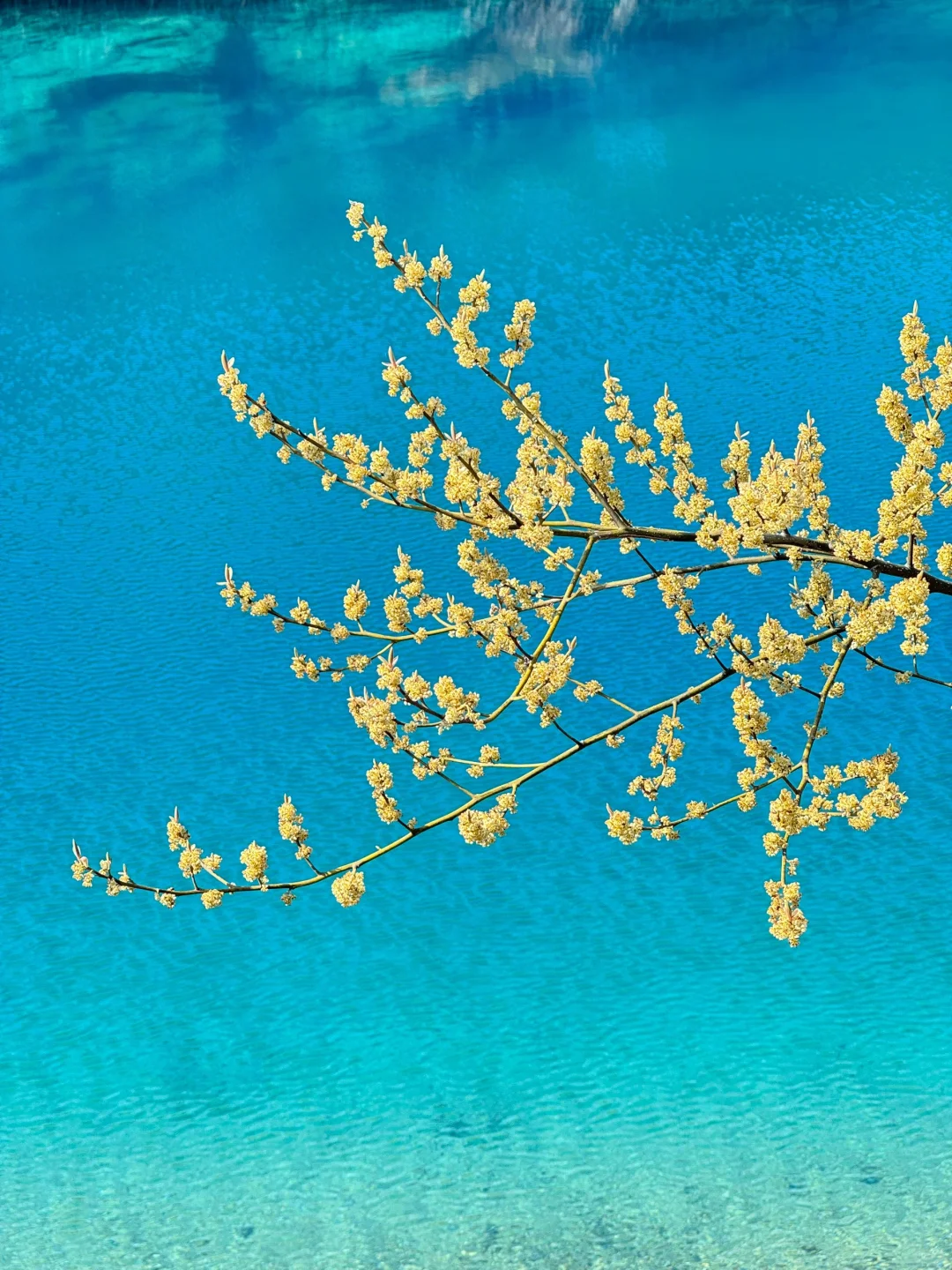 厦门版“九寨沟”,真的是眼睛的天堂!