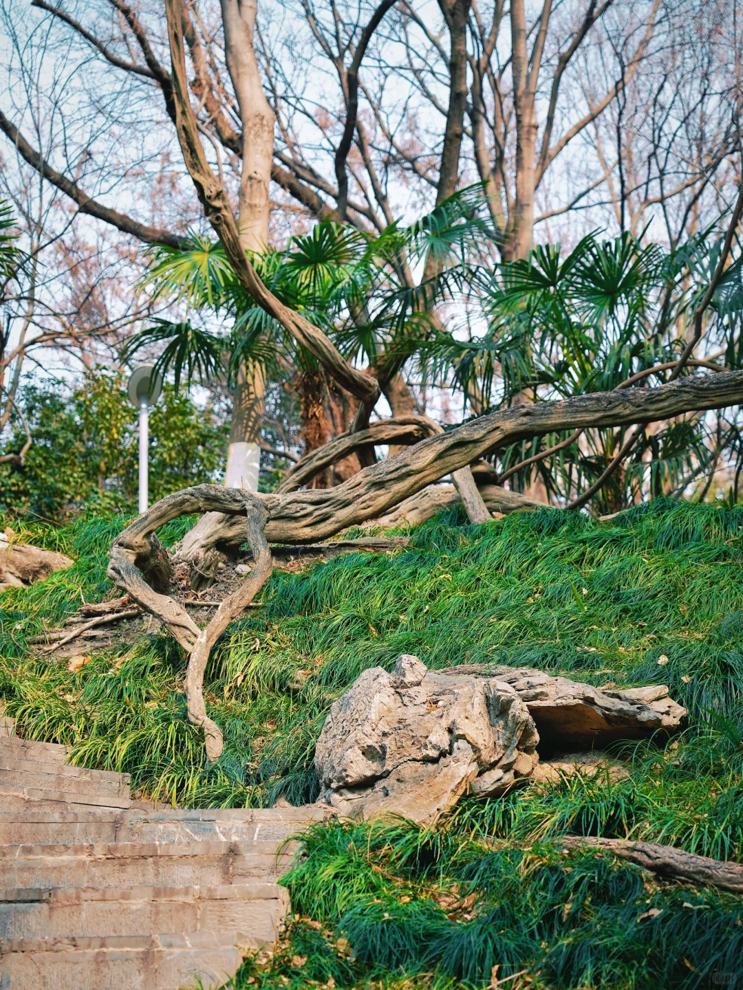 太惊艳·在合肥看见了超美的瀑布梅花雨