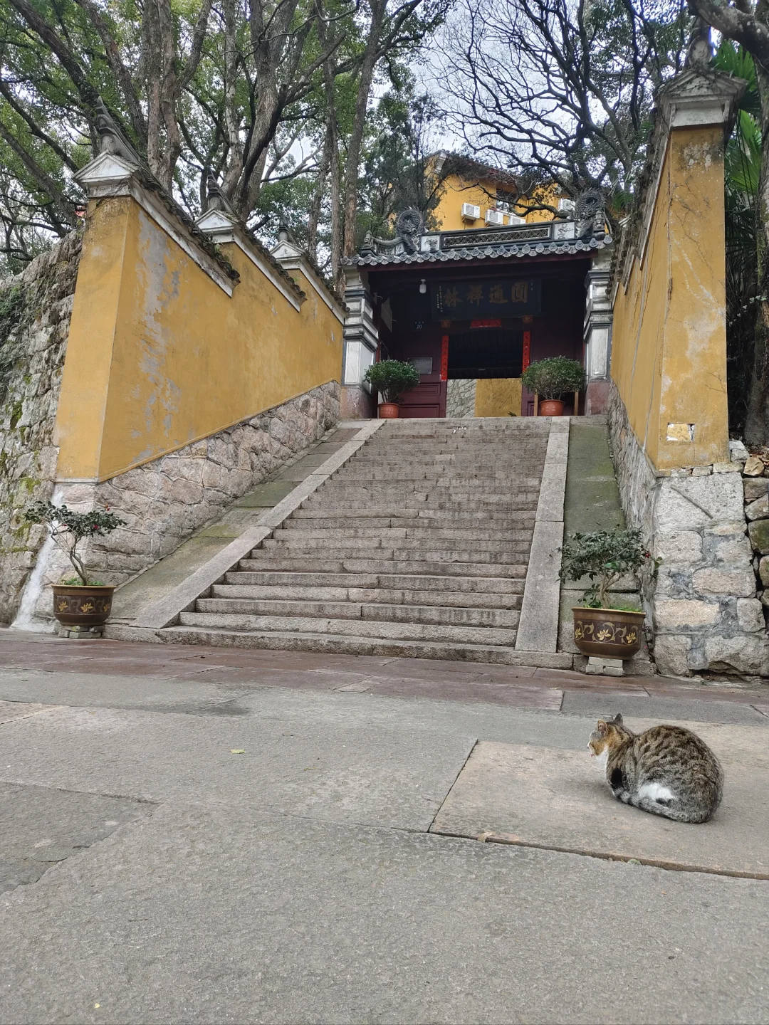 普陀山西天景区的可爱喵