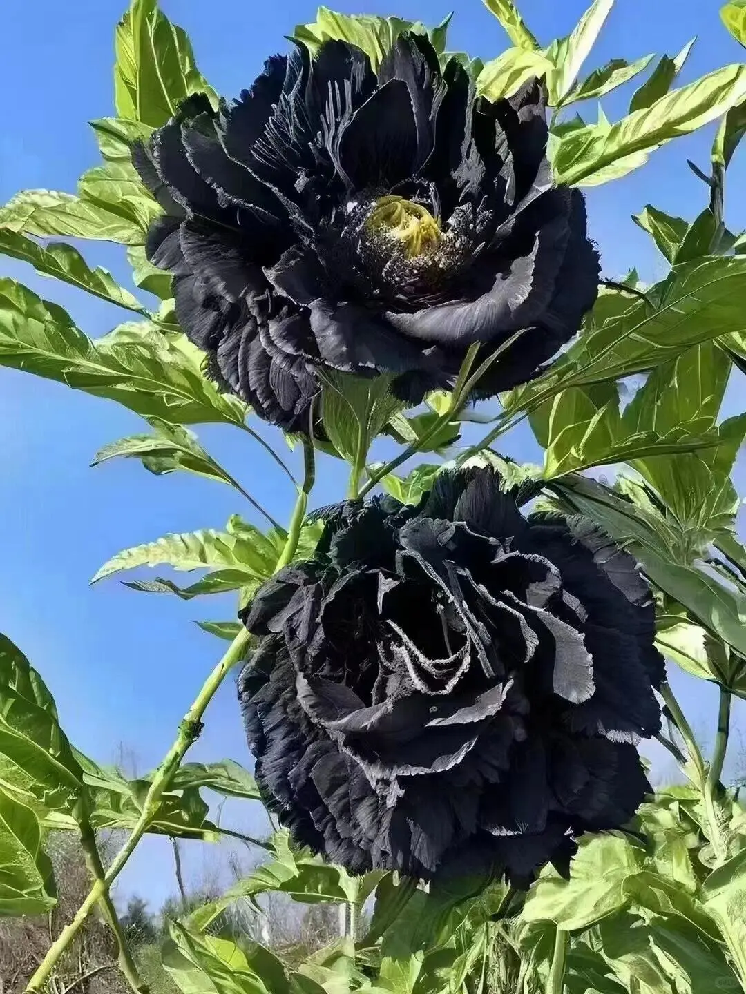 洛阳牡丹几月份看最佳