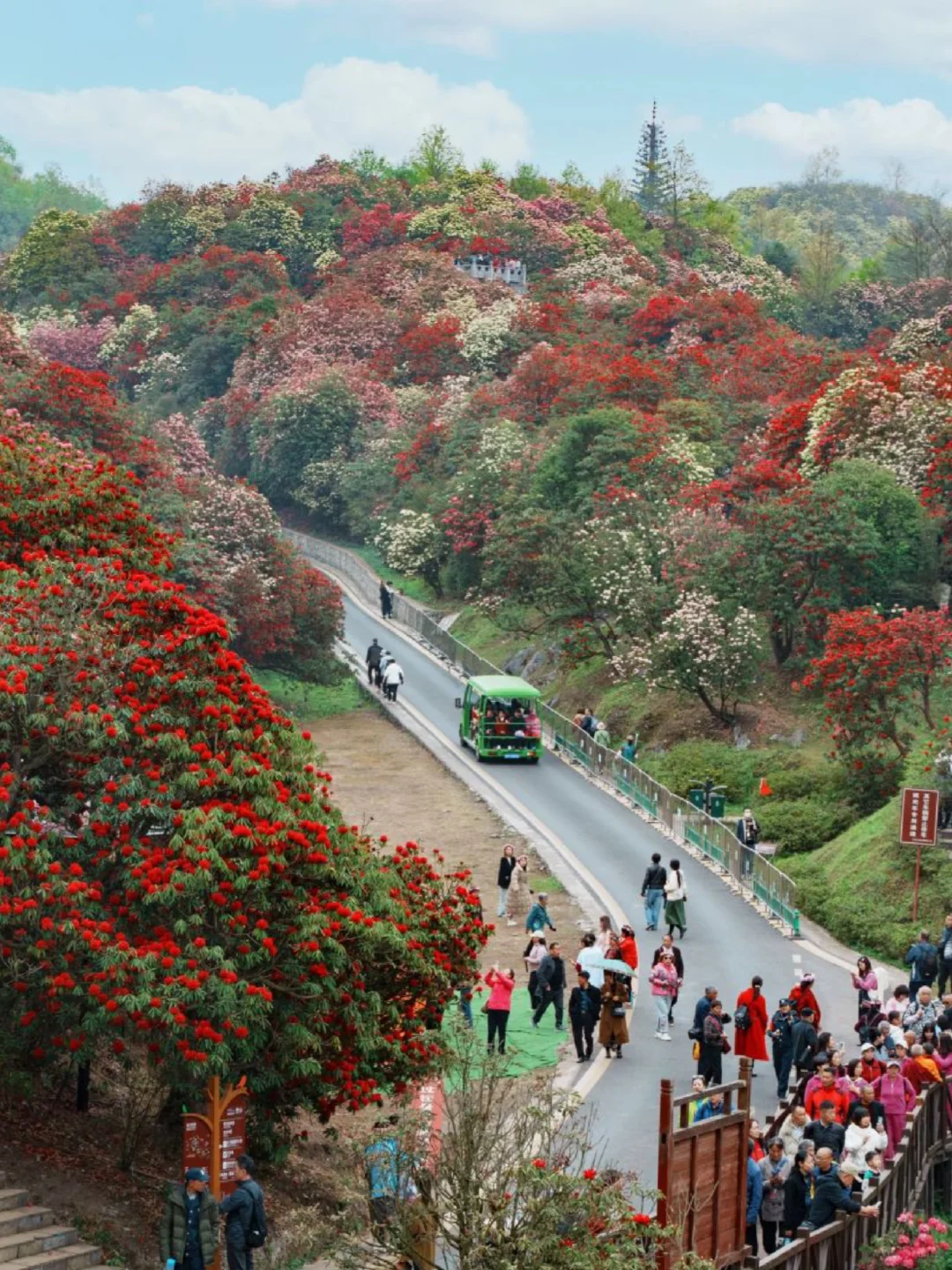 被《国家地理》评为中国最美杜鹃花海的现状