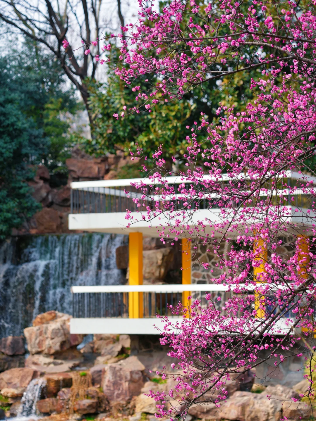 太惊艳·在合肥看见了超美的瀑布梅花雨