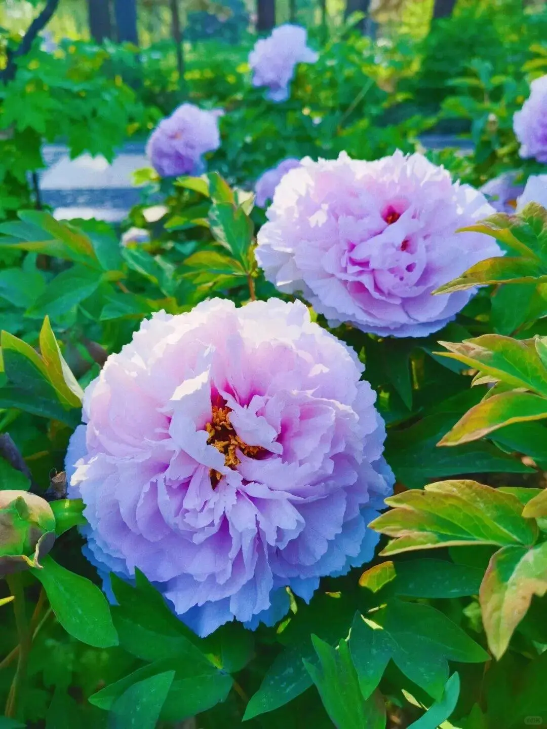 洛阳牡丹几月份看最佳