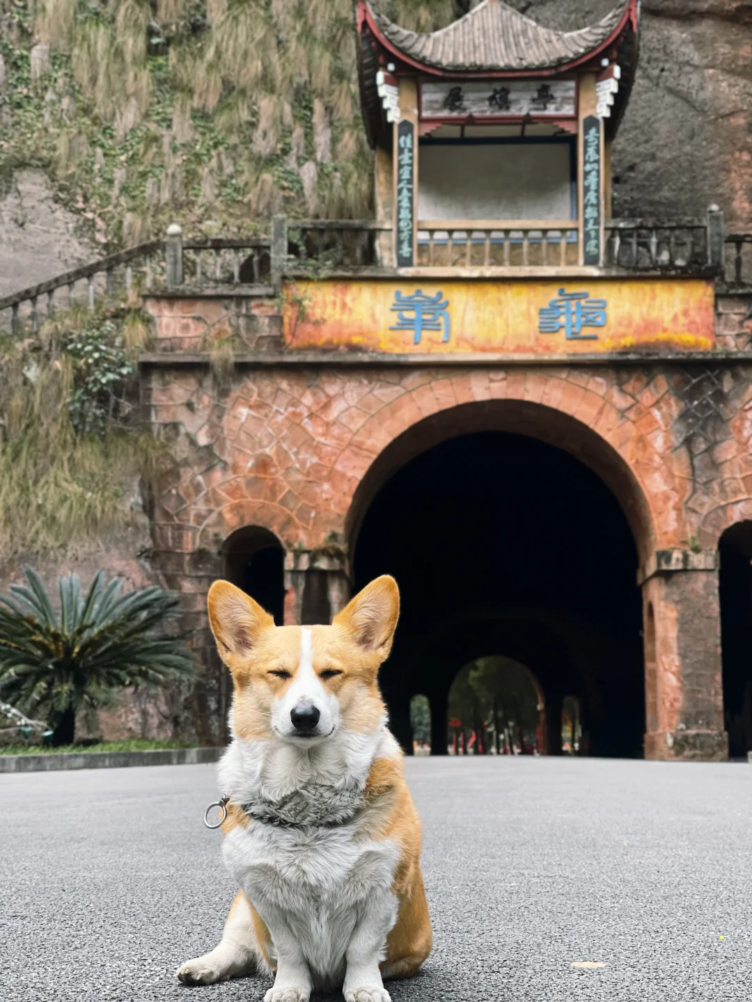 黄山算什么？带狗解锁100元承包整片丹霞！