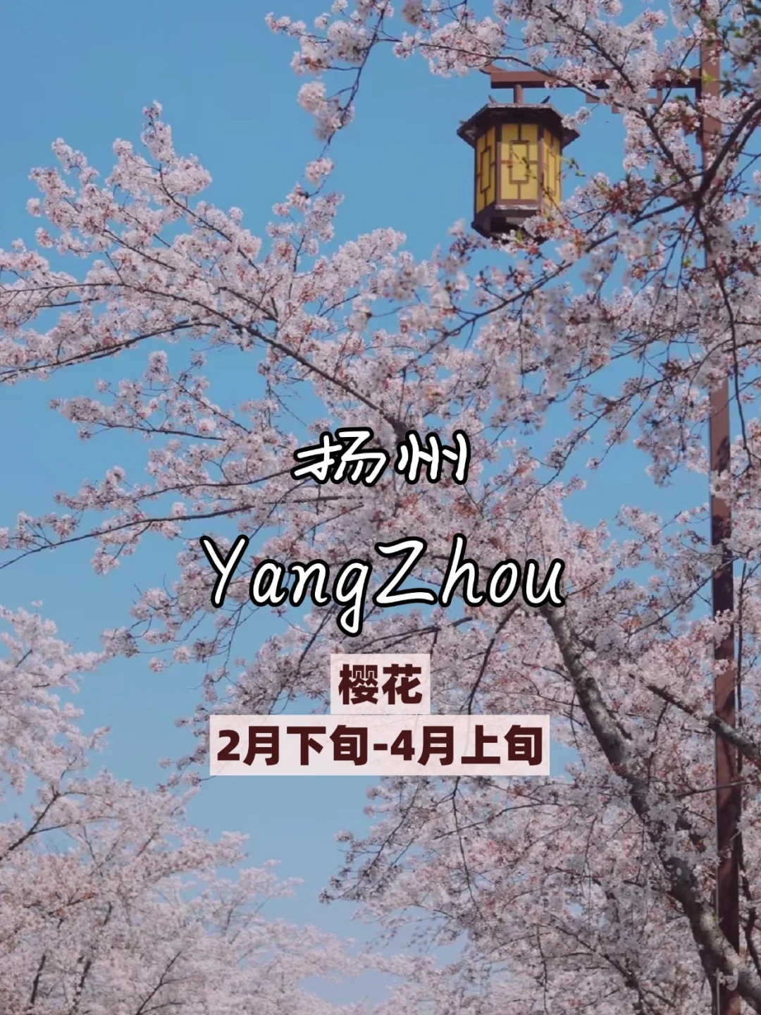 🌸3 - 5 月必打卡的看花城市，美到失语！