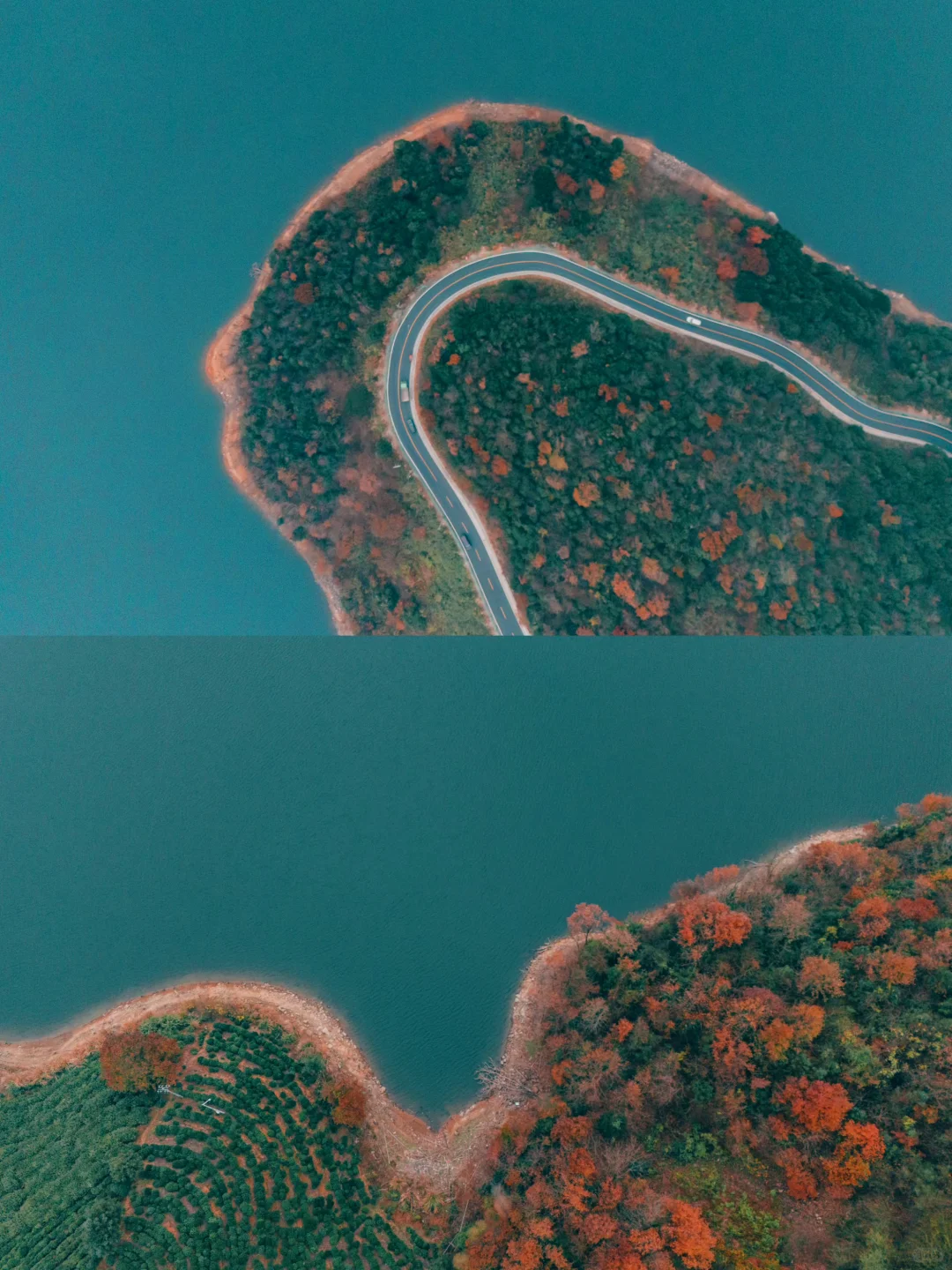 红透了❗️家门口这片红杉林足以让我惊艳❗️