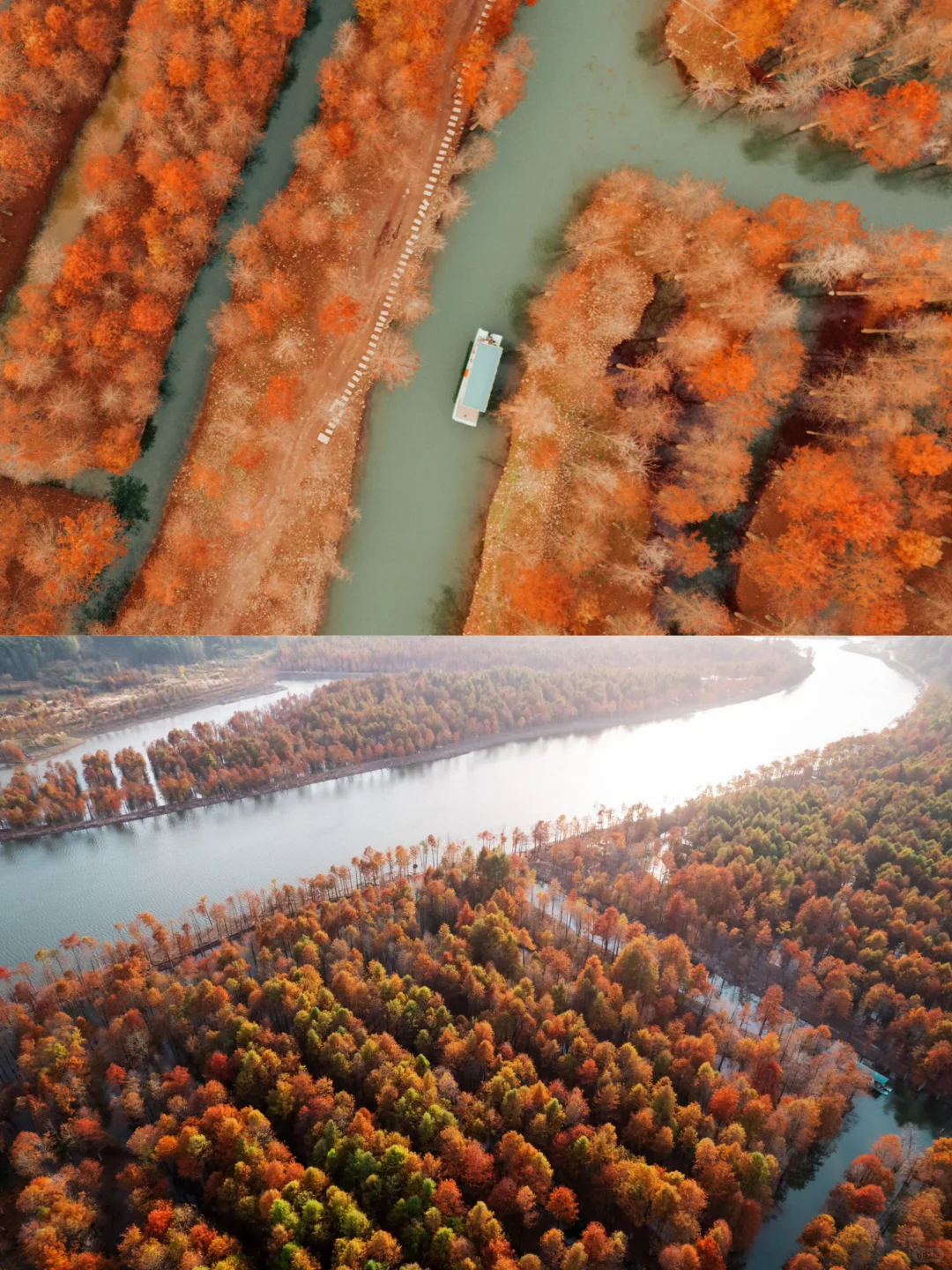 红透了❗️家门口这片红杉林足以让我惊艳❗️